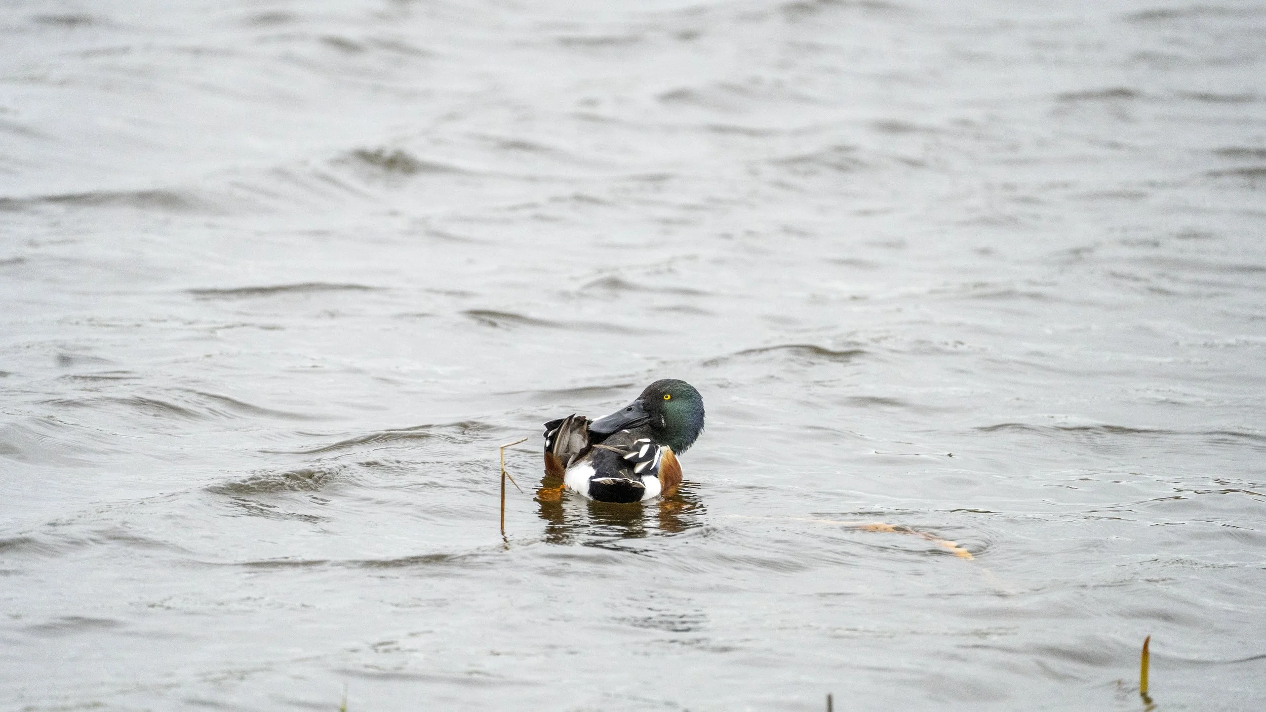 121 - RSPB Ham Wall - 12-03-2026.jpg