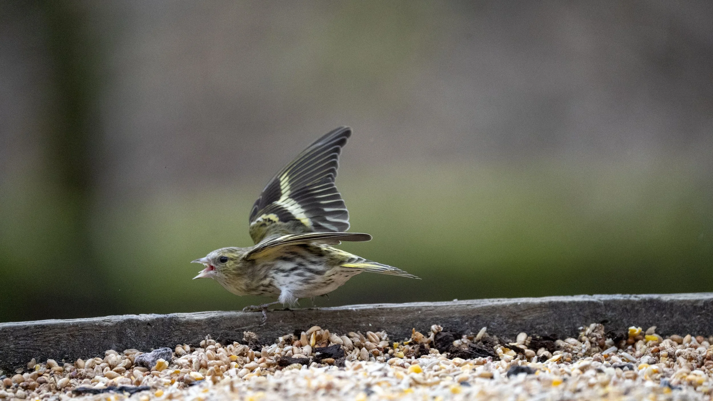 120 - Forest Of Dean - 11-03-2026.jpg