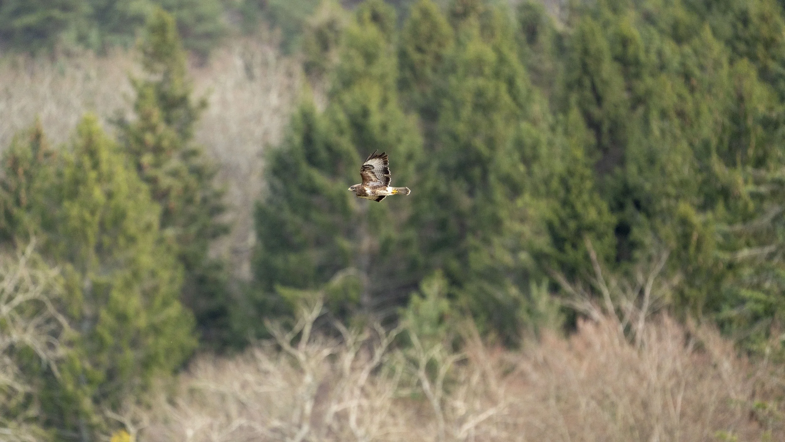 004 - Forest Of Dean - 11-03-2026.jpg