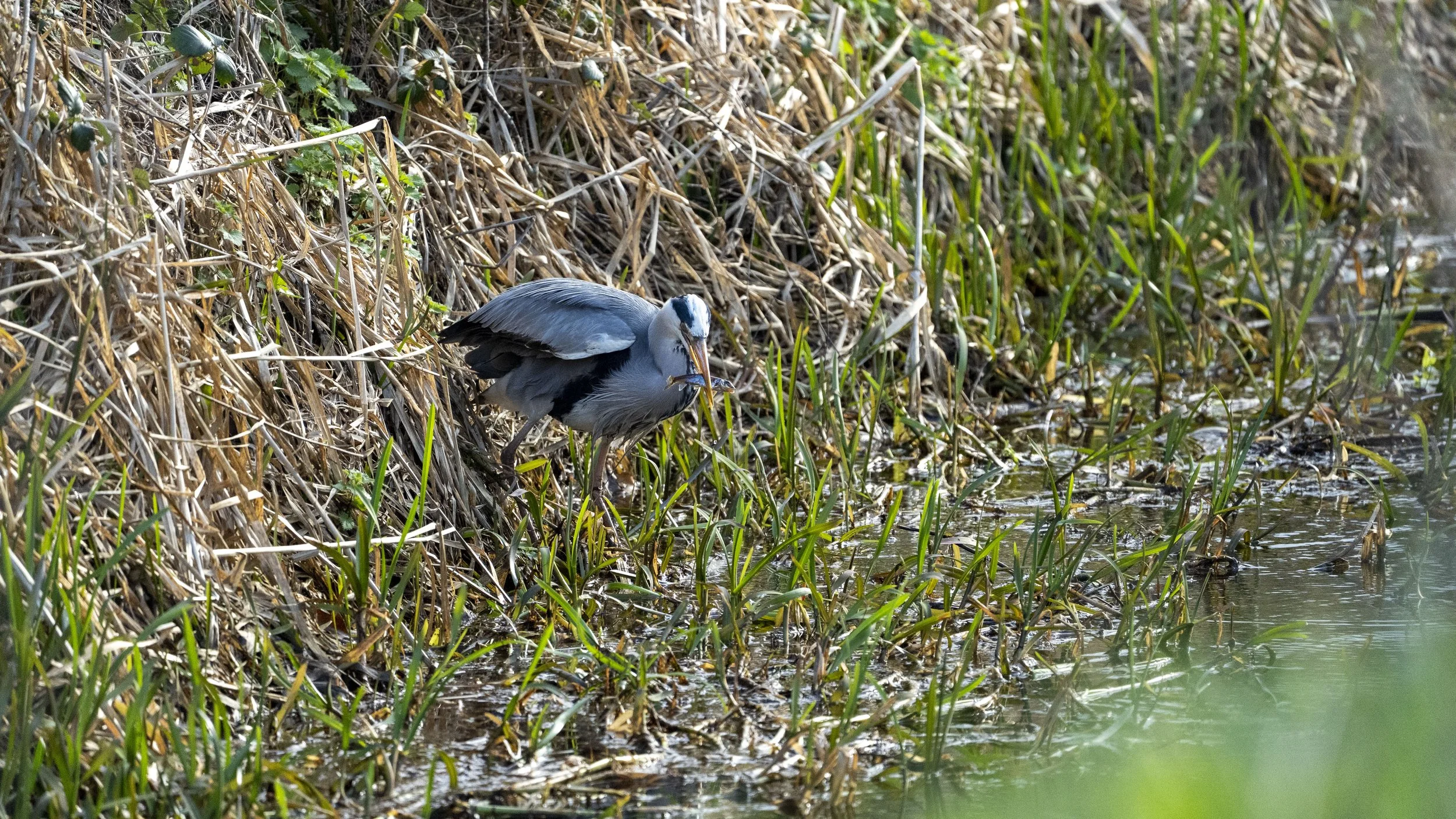 001 - RSPB Ham Wall - 12-03-2026.jpg