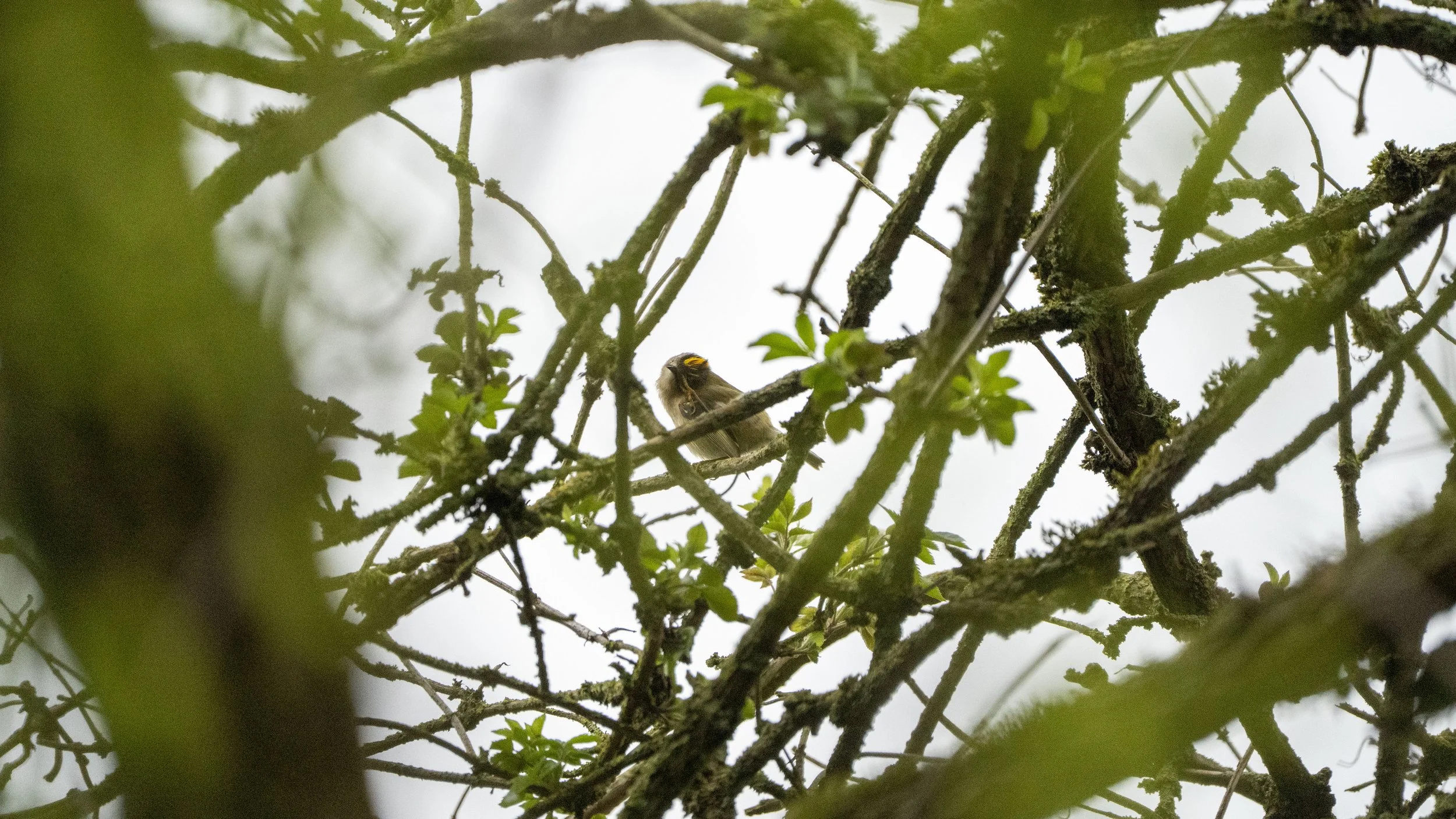 117 - Slimbridge - 07-03-2026.jpg