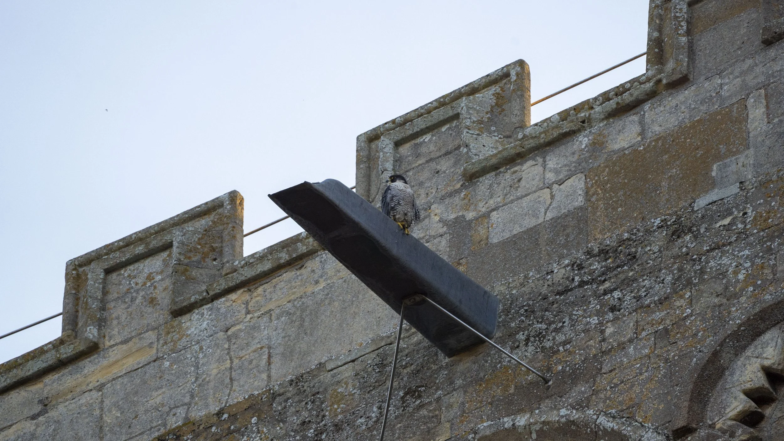 004 - Tewkesbury Peregrine - 04-03-2026.jpg