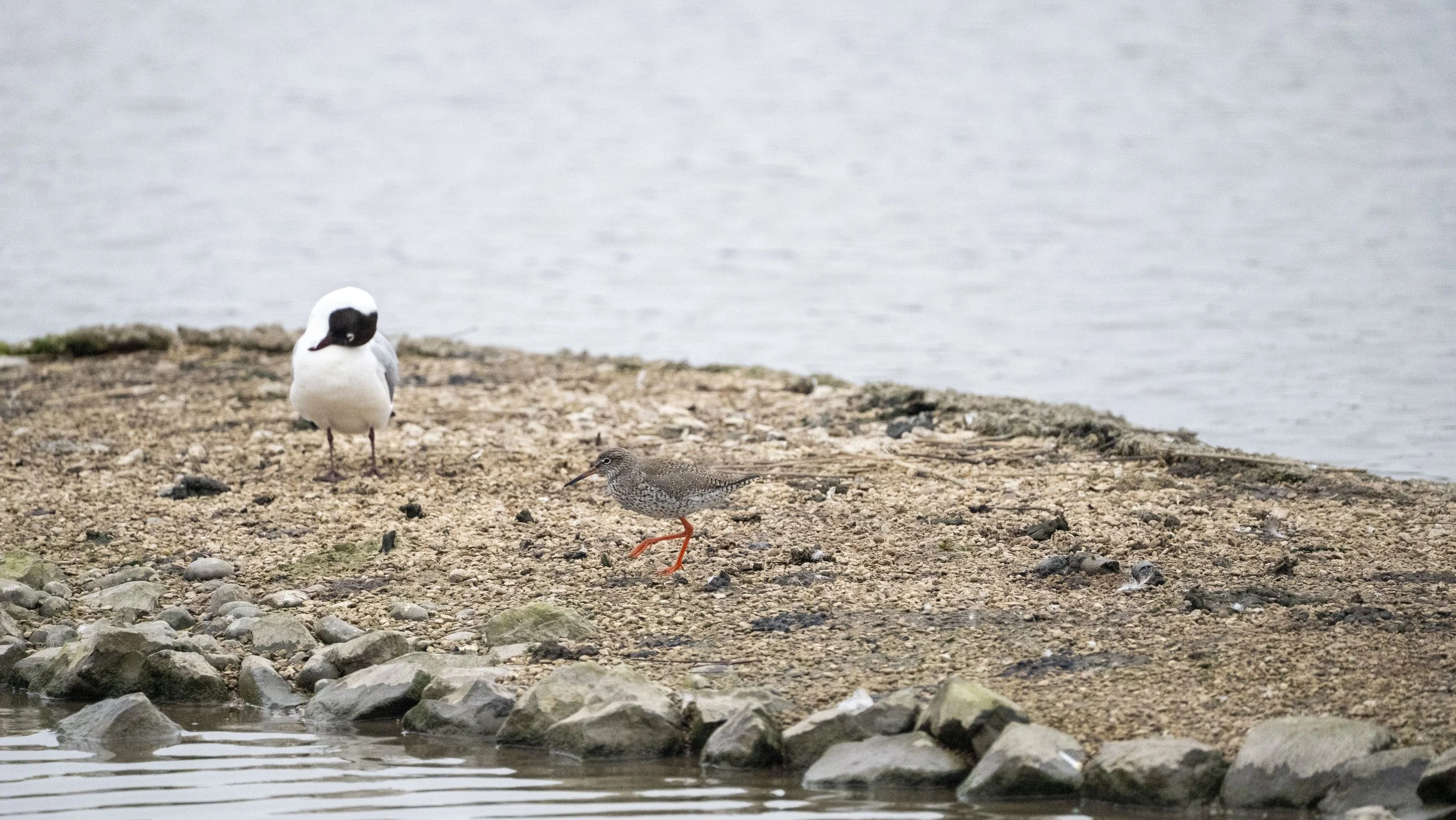 006 - Slimbridge - 07-03-2026.jpg