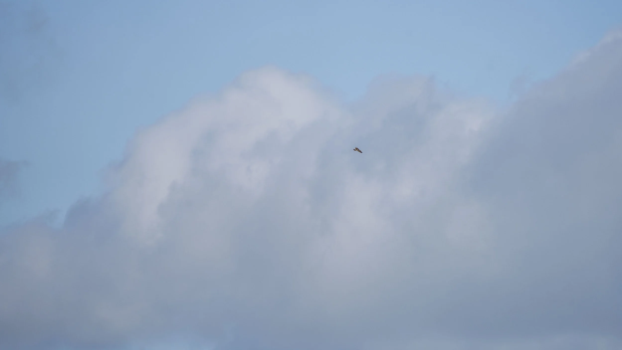 009 - Forest Of Dean - 11-03-2026.jpg