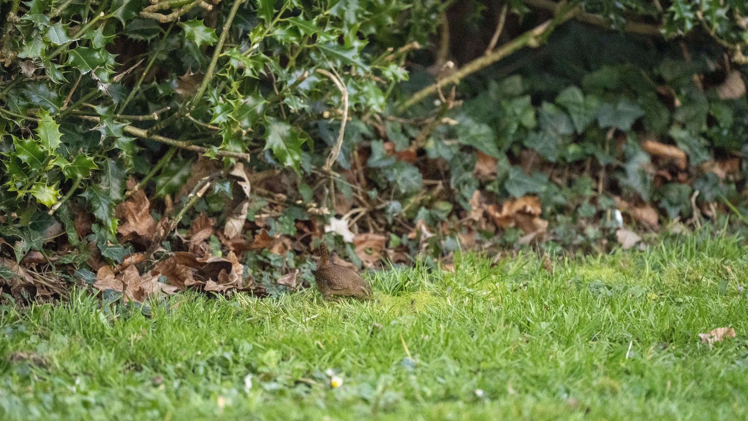 014 - Tewkesbury Peregrine - 04-03-2026.jpg