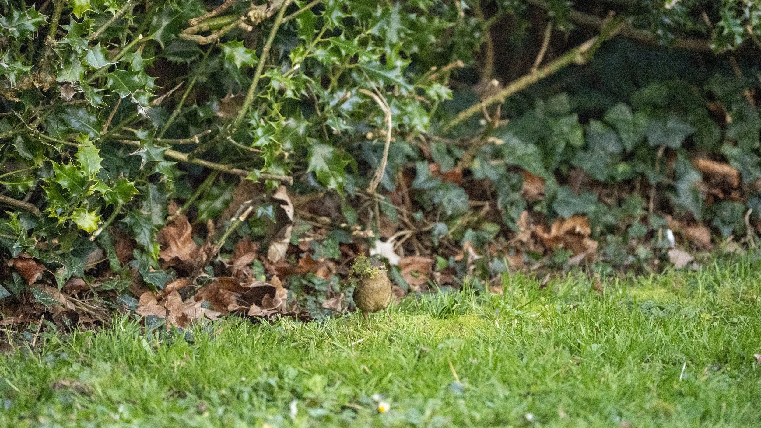 015 - Tewkesbury Peregrine - 04-03-2026.jpg