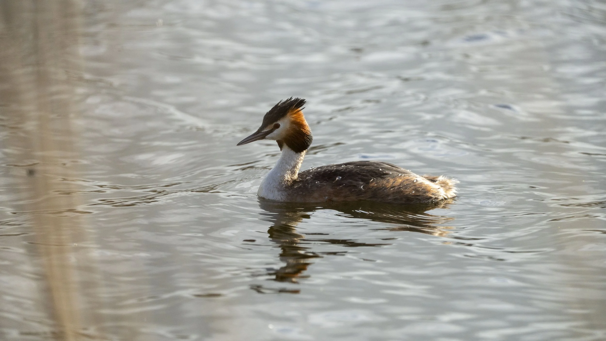 020 - RSPB Ham Wall - 12-03-2026.jpg