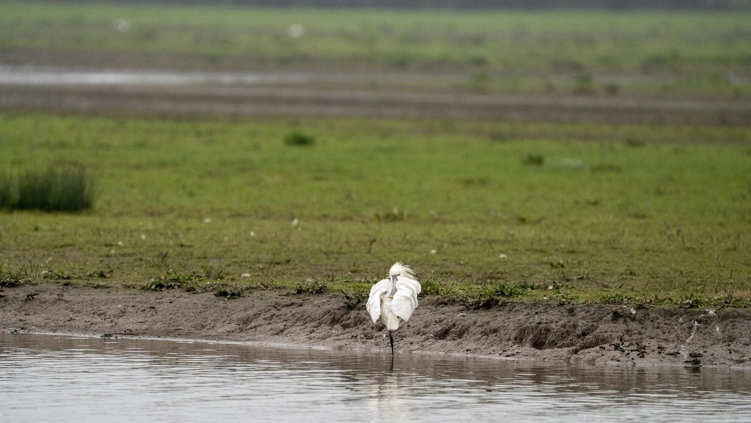 020 - Slimbridge - 07-03-2026.jpg