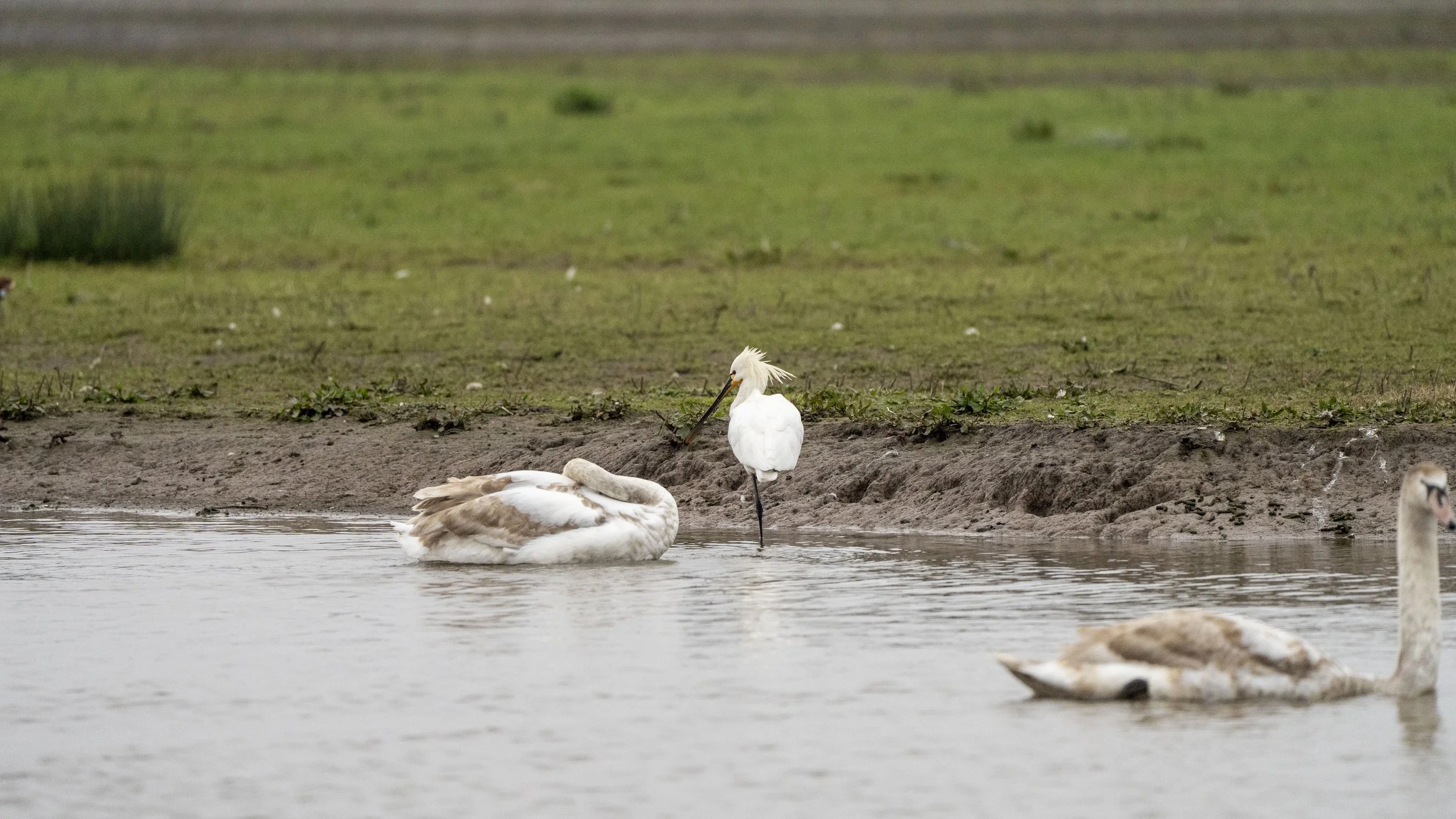 025 - Slimbridge - 07-03-2026.jpg