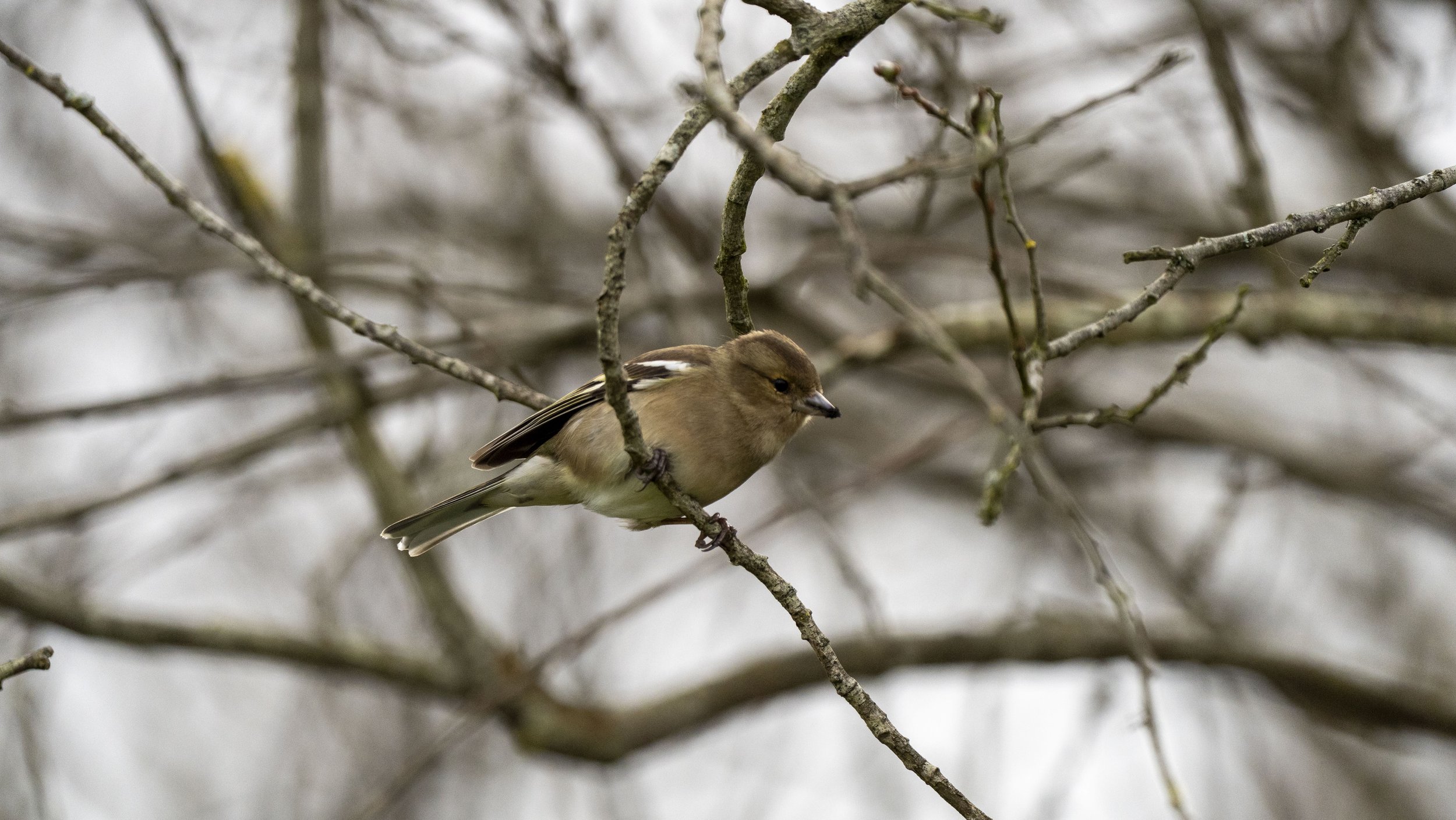 038 - RSPB Ham Wall - 12-03-2026.jpg