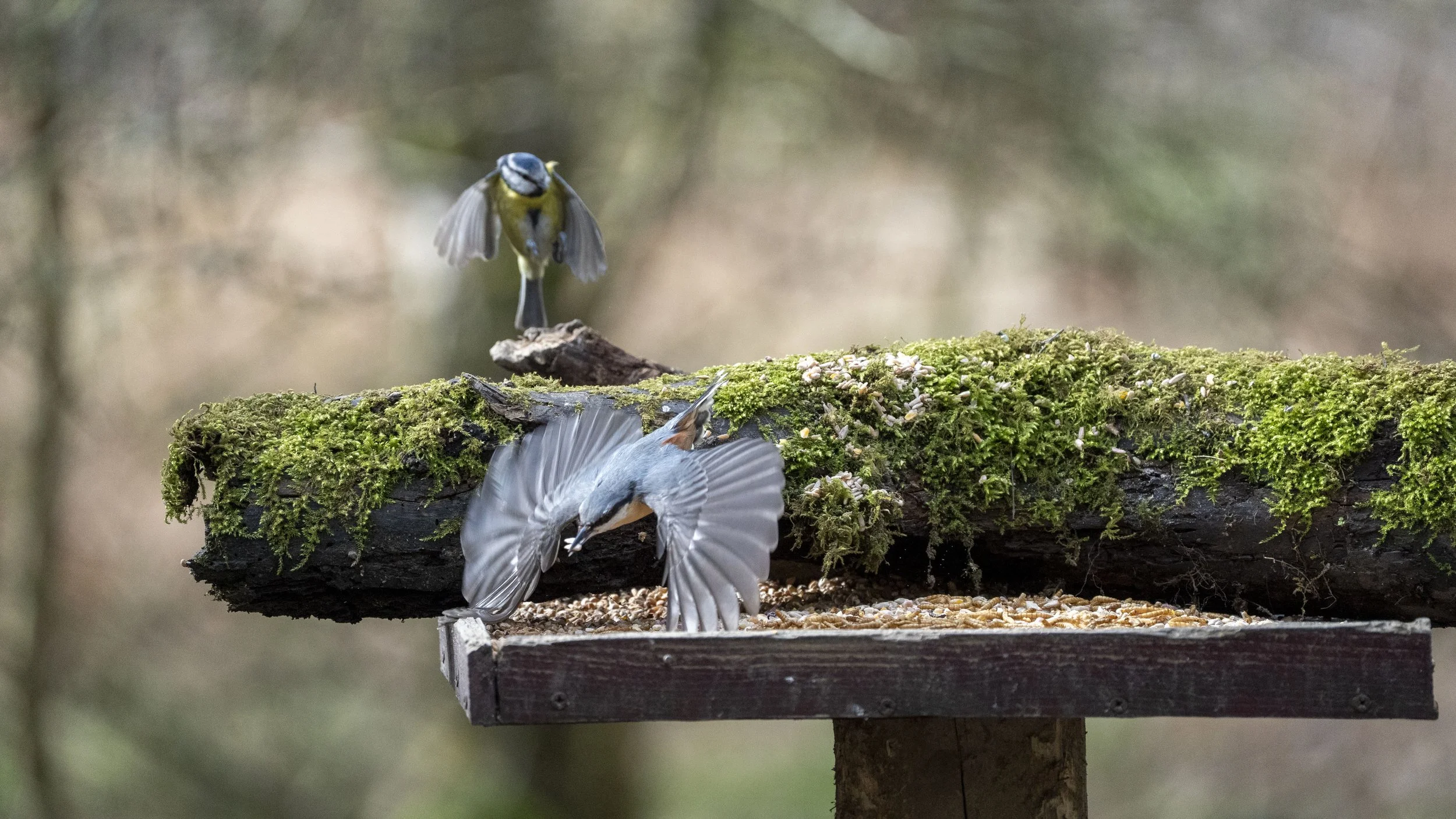 040 - Forest Of Dean - 11-03-2026.jpg
