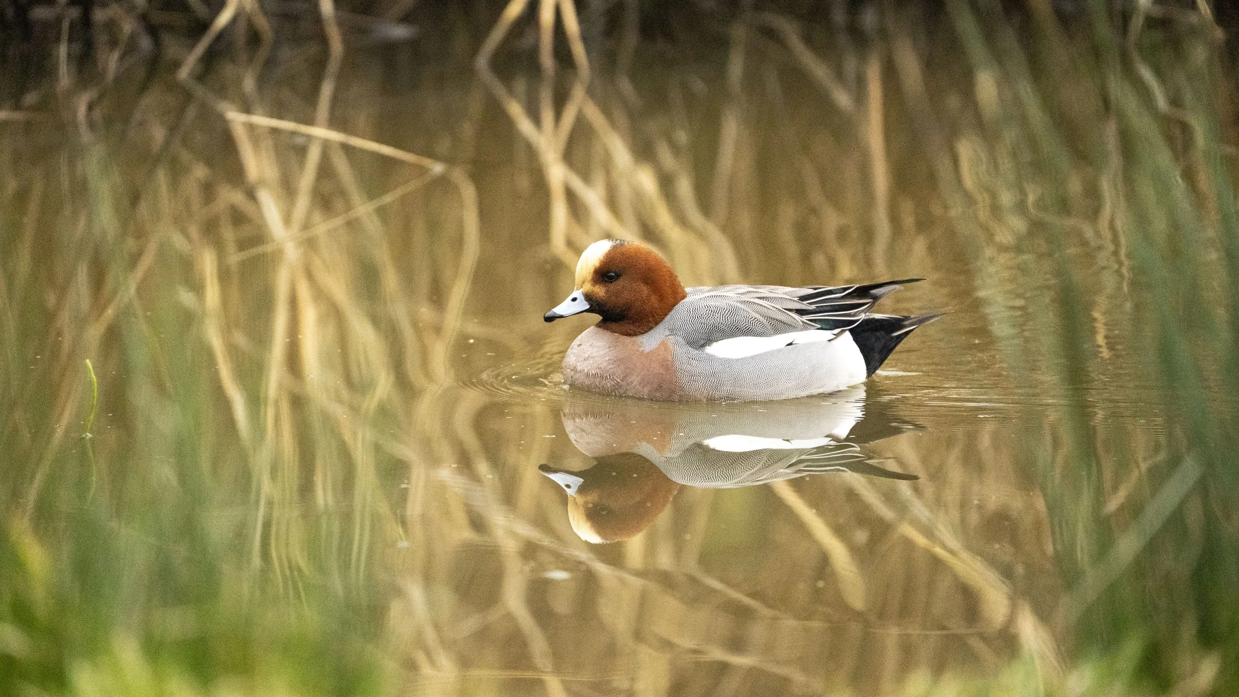 041 - Slimbridge - 07-03-2026.jpg