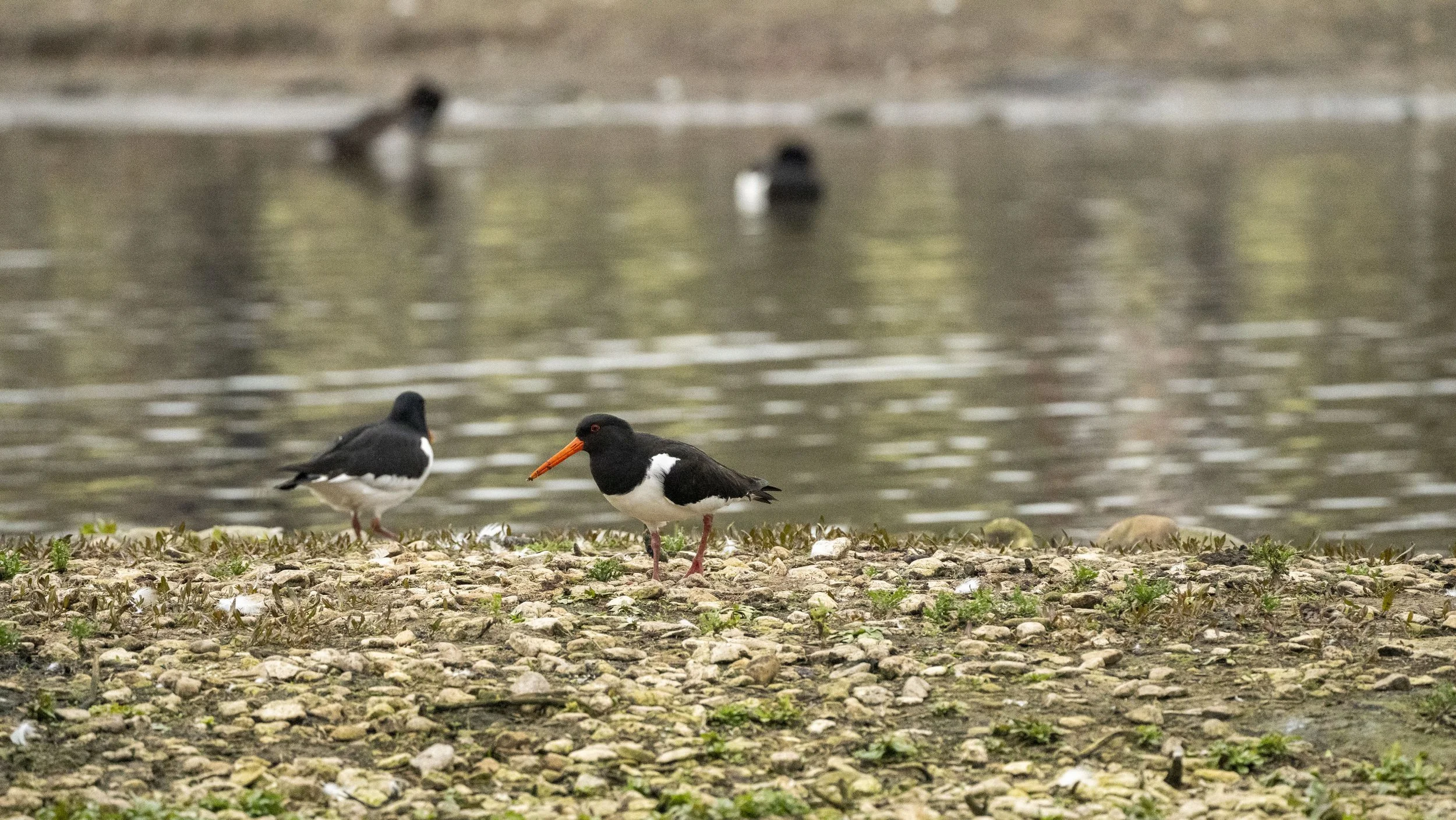 050 - Slimbridge - 07-03-2026.jpg