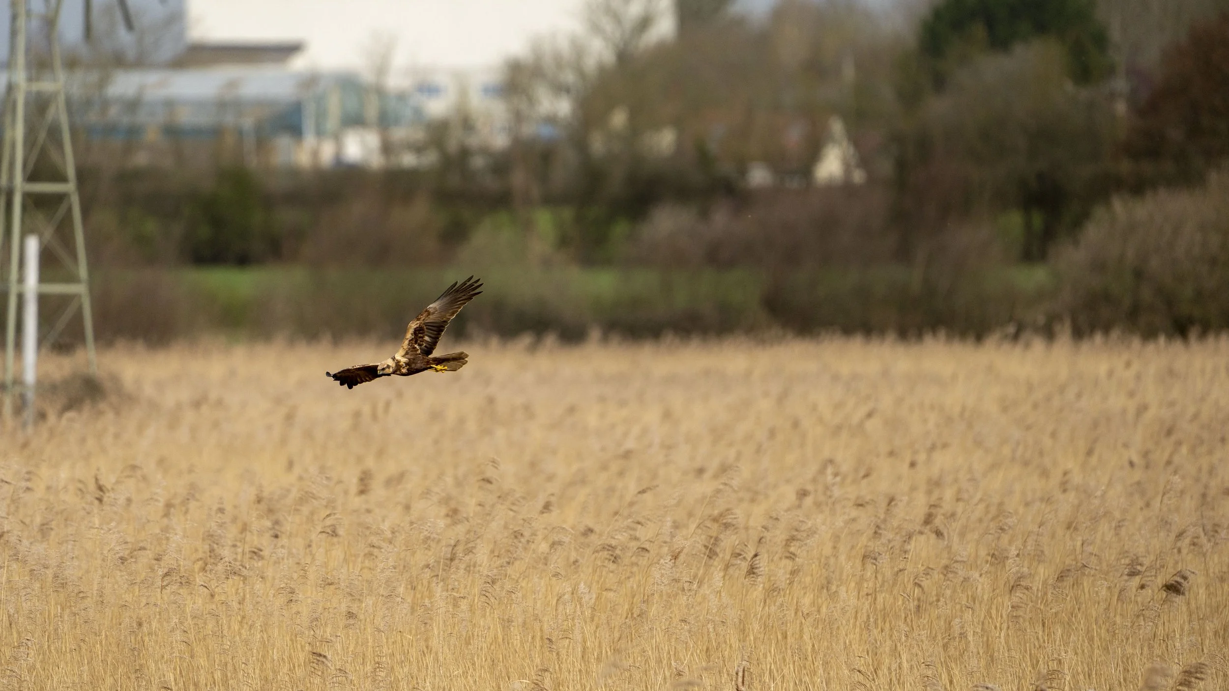 059 - RSPB Ham Wall - 12-03-2026.jpg