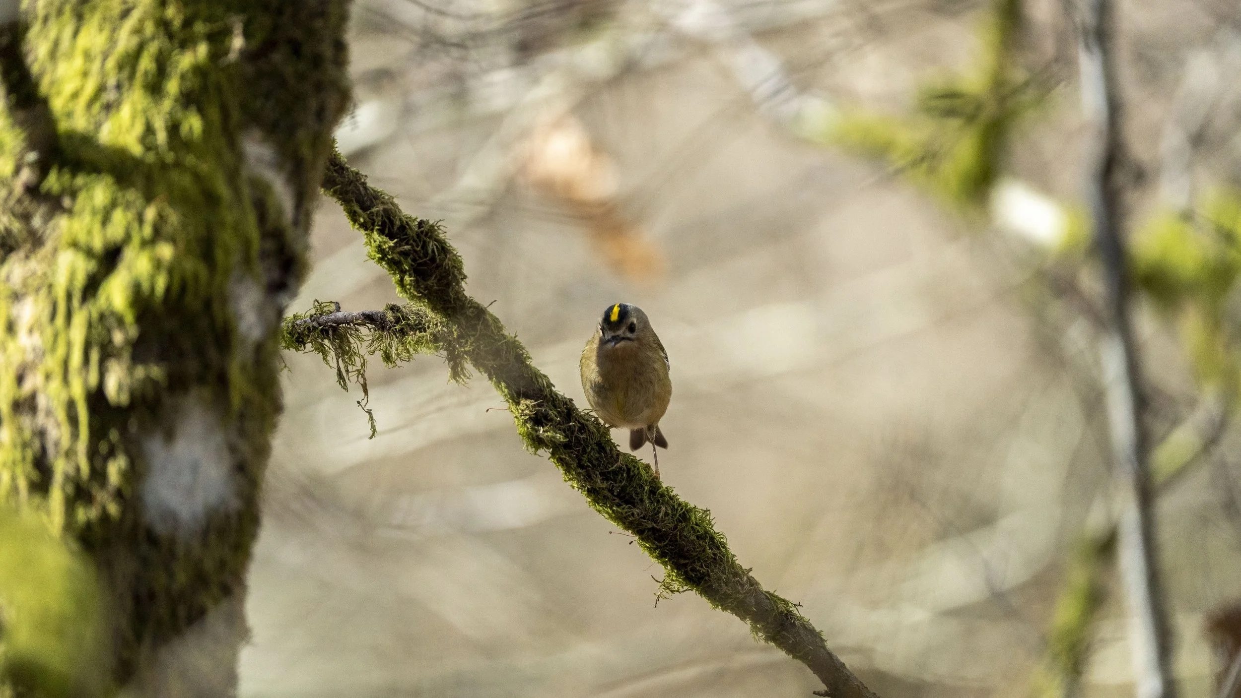 Big Year 2026: March Update