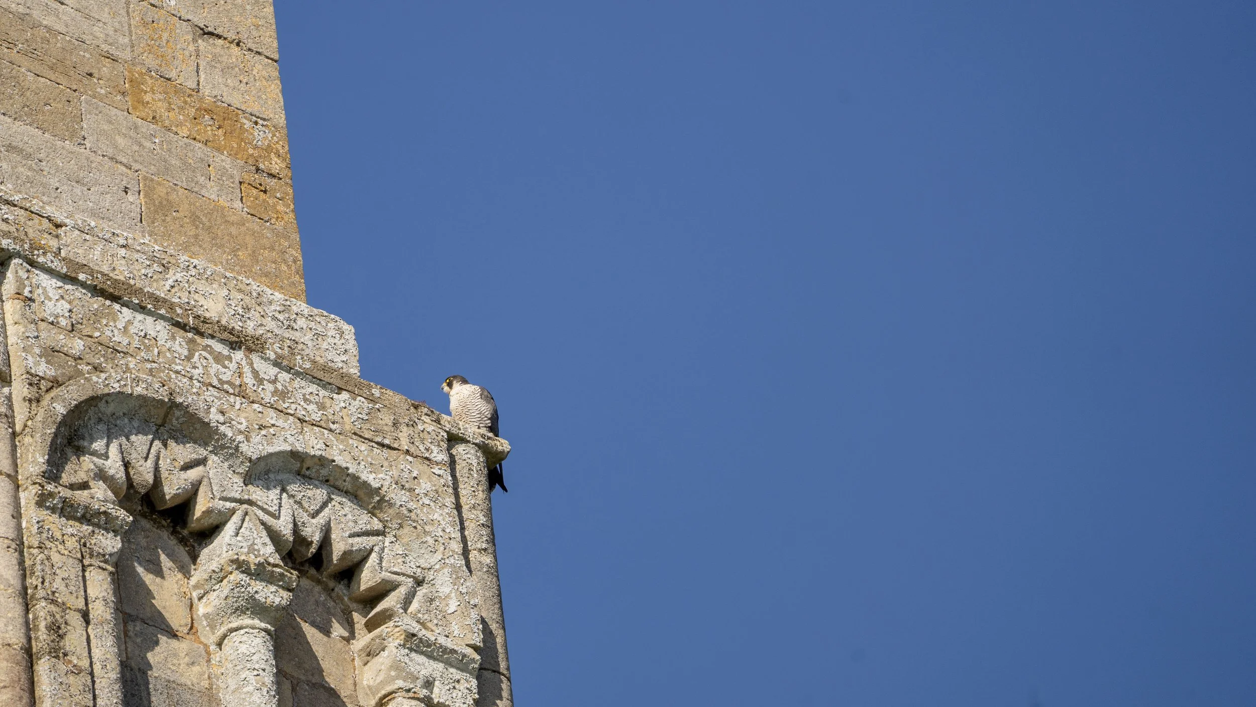 011- Peregrines Tewkesbury-19-04-2026.jpg