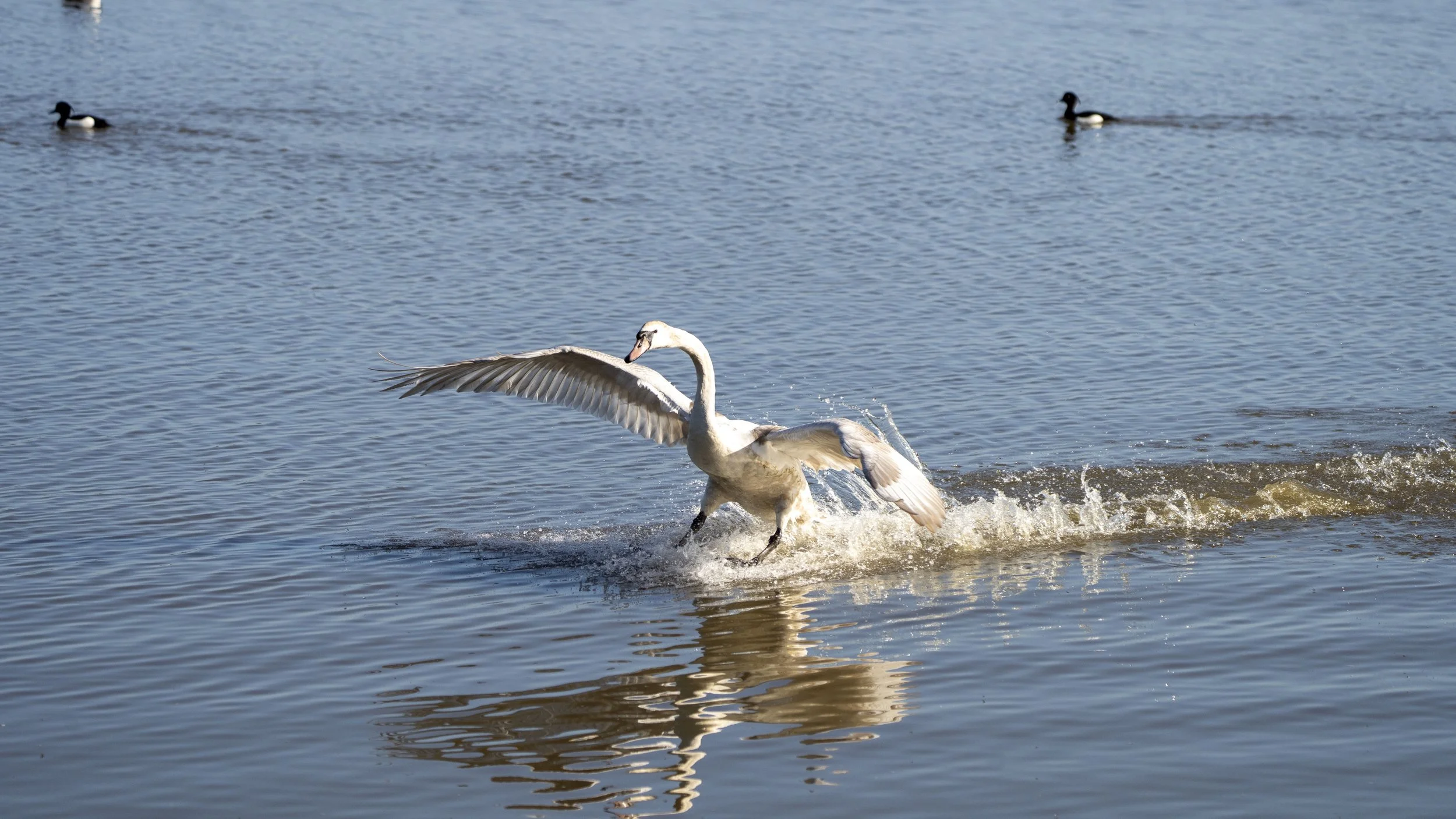 004- Slimbridge -18-04-2026.jpg