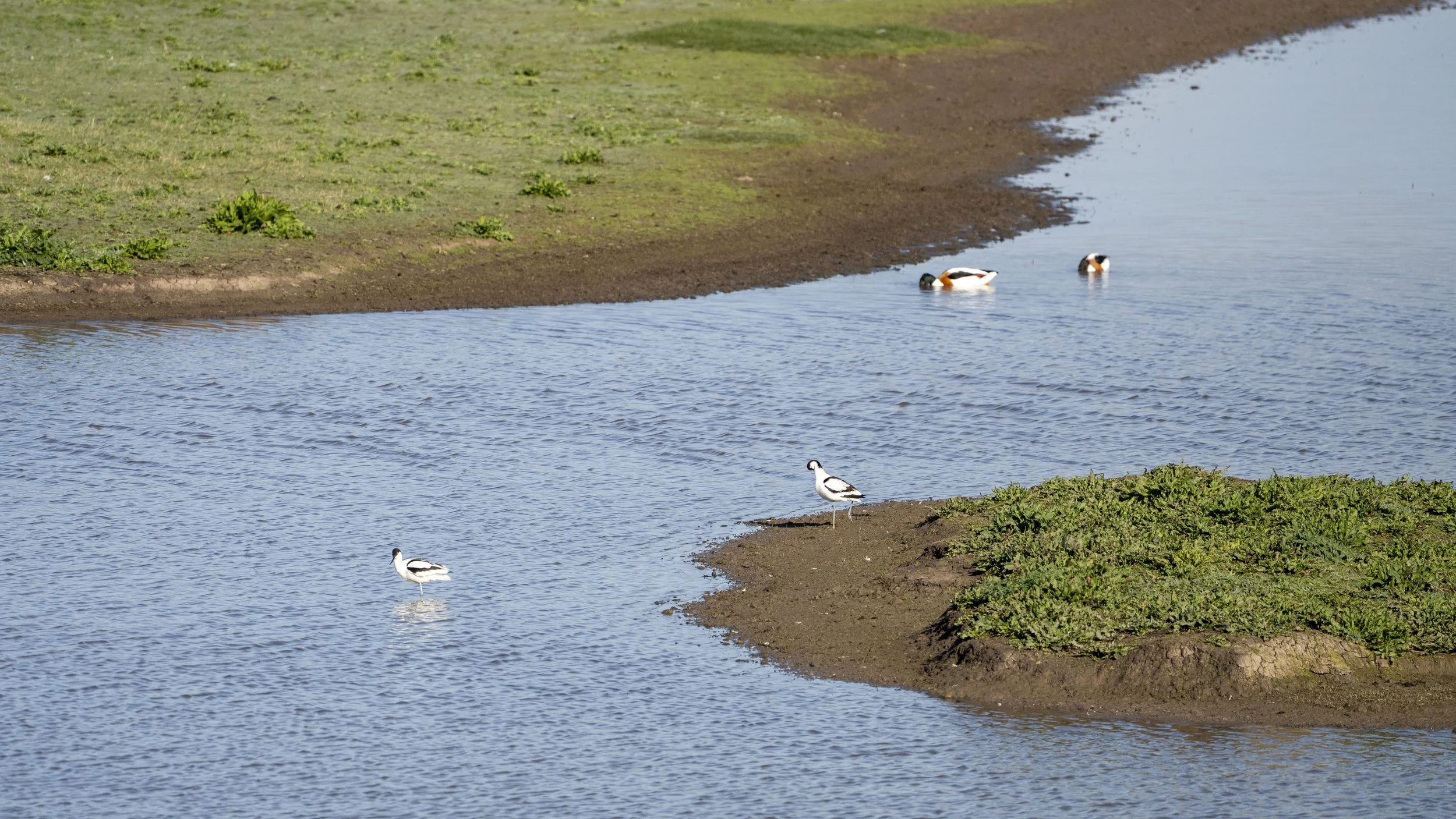 024- Slimbridge -18-04-2026.jpg