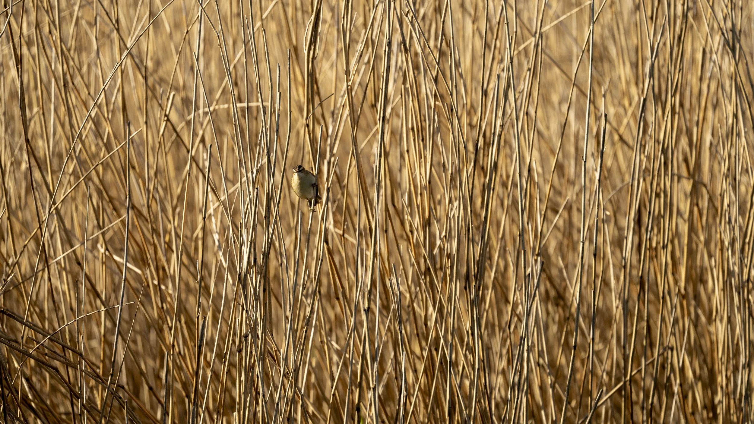 038- Slimbridge -18-04-2026.jpg