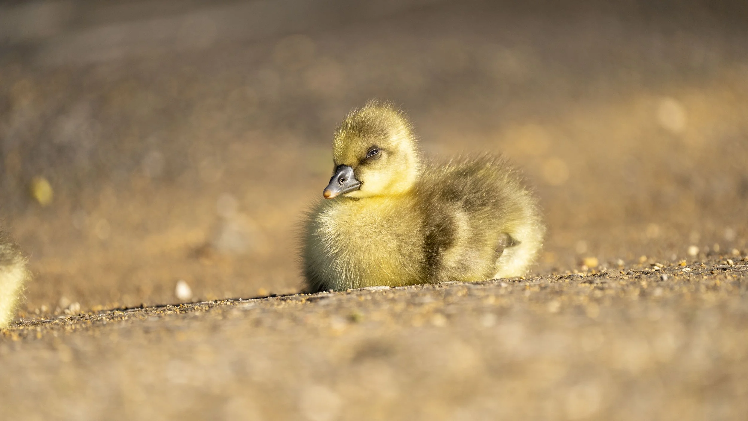 065- Slimbridge -18-04-2026.jpg