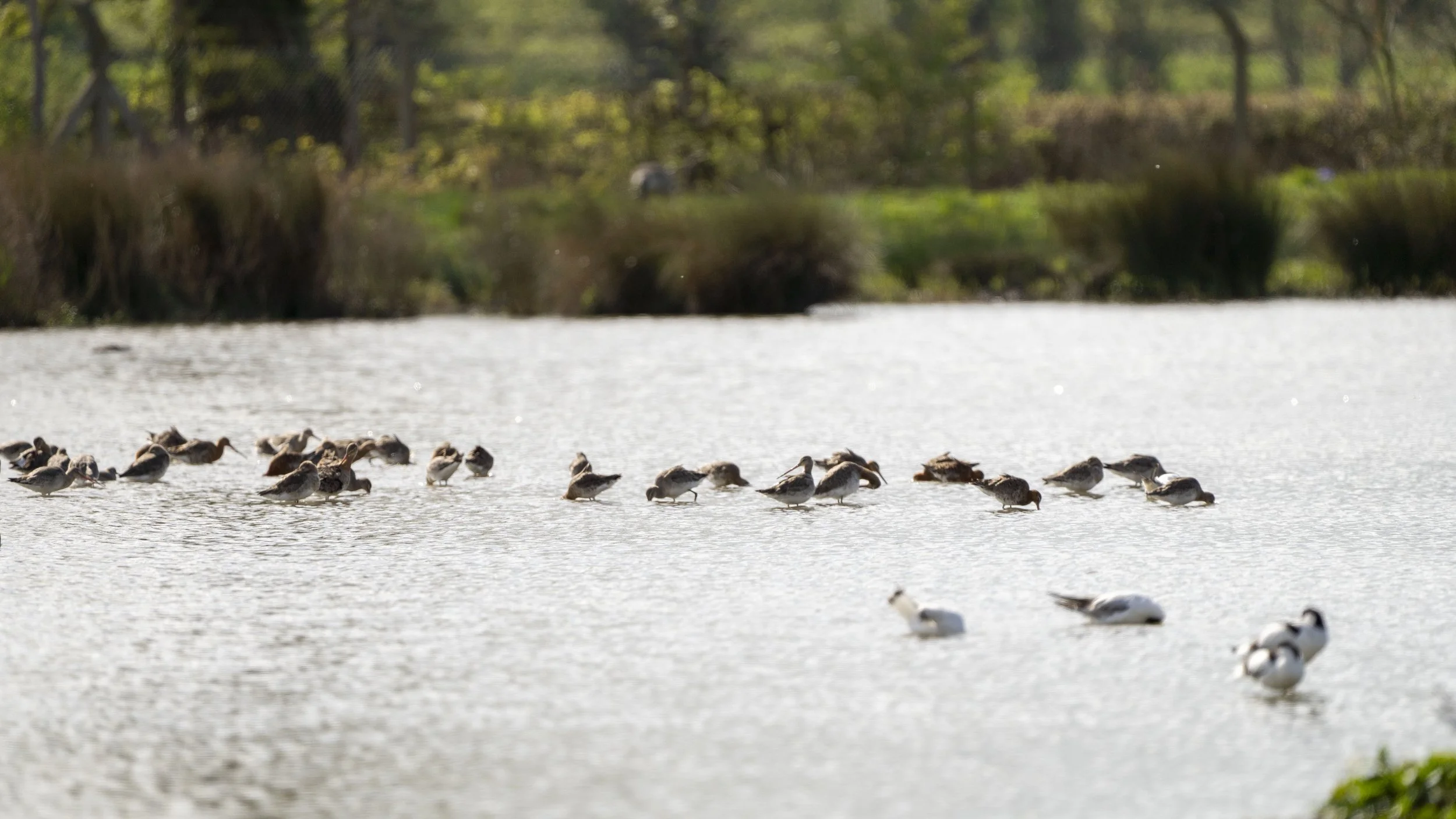 100- Slimbridge -18-04-2026.jpg