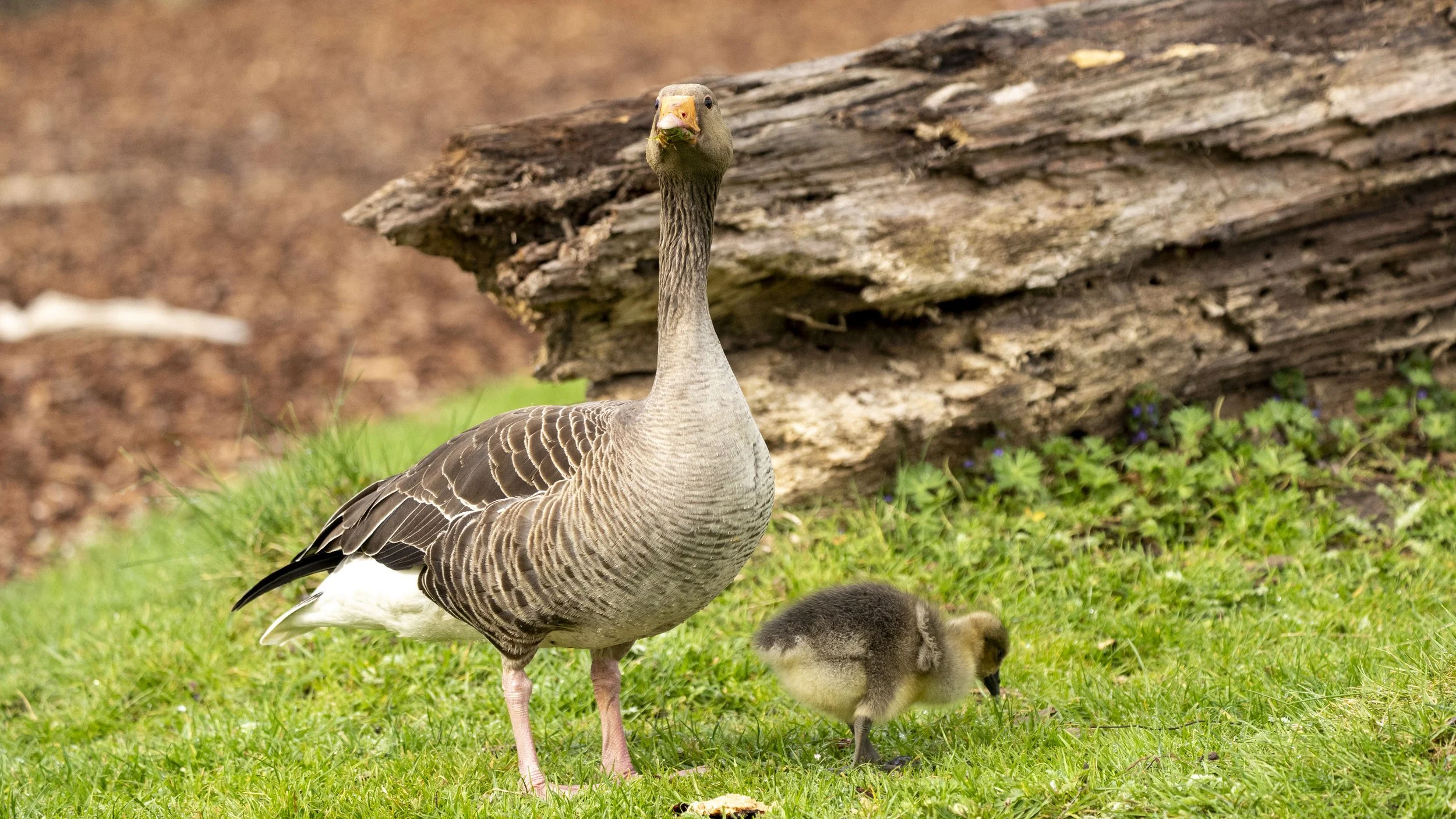 079- Slimbridge -18-04-2026.jpg