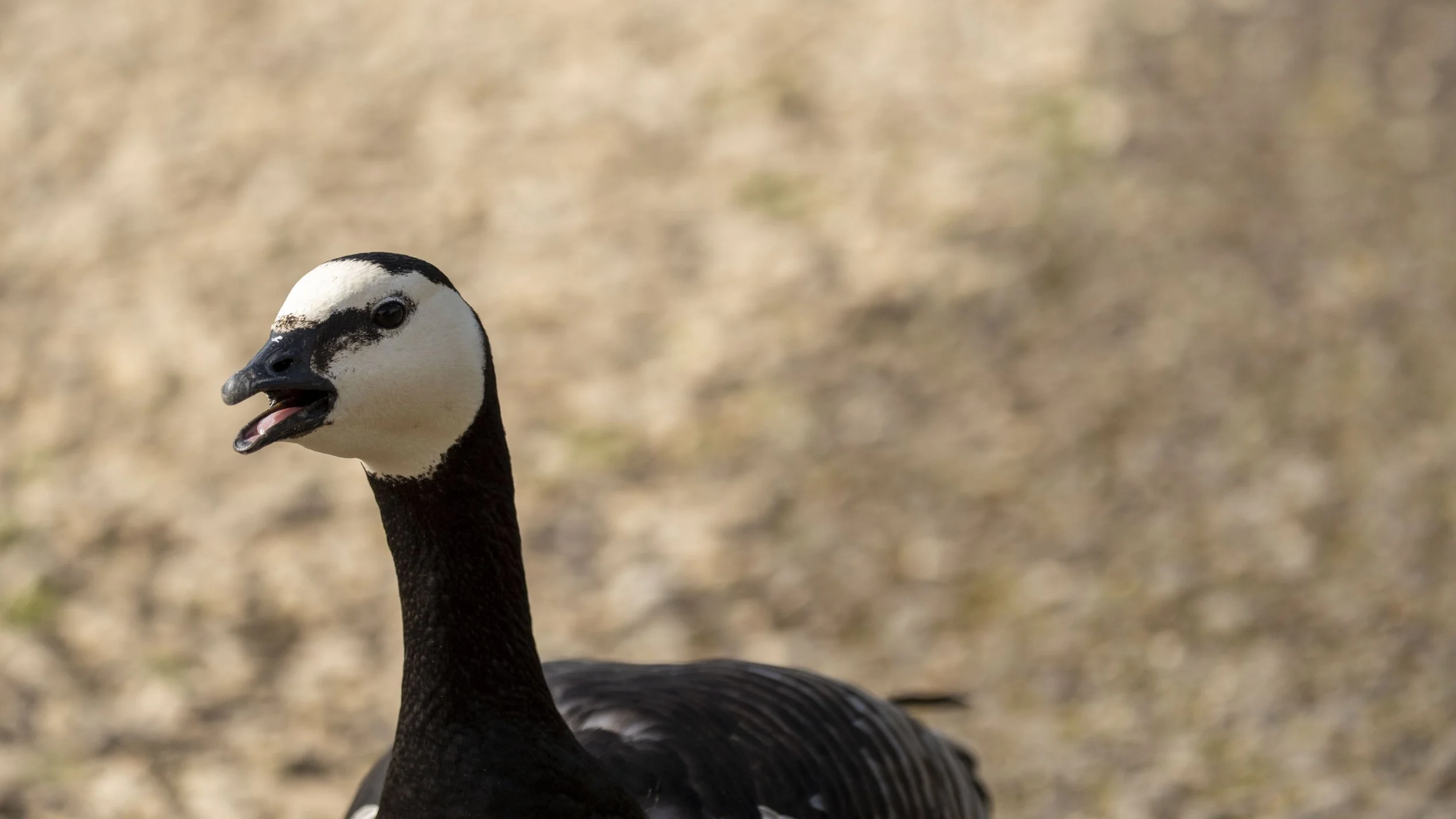 109- Slimbridge -18-04-2026.jpg