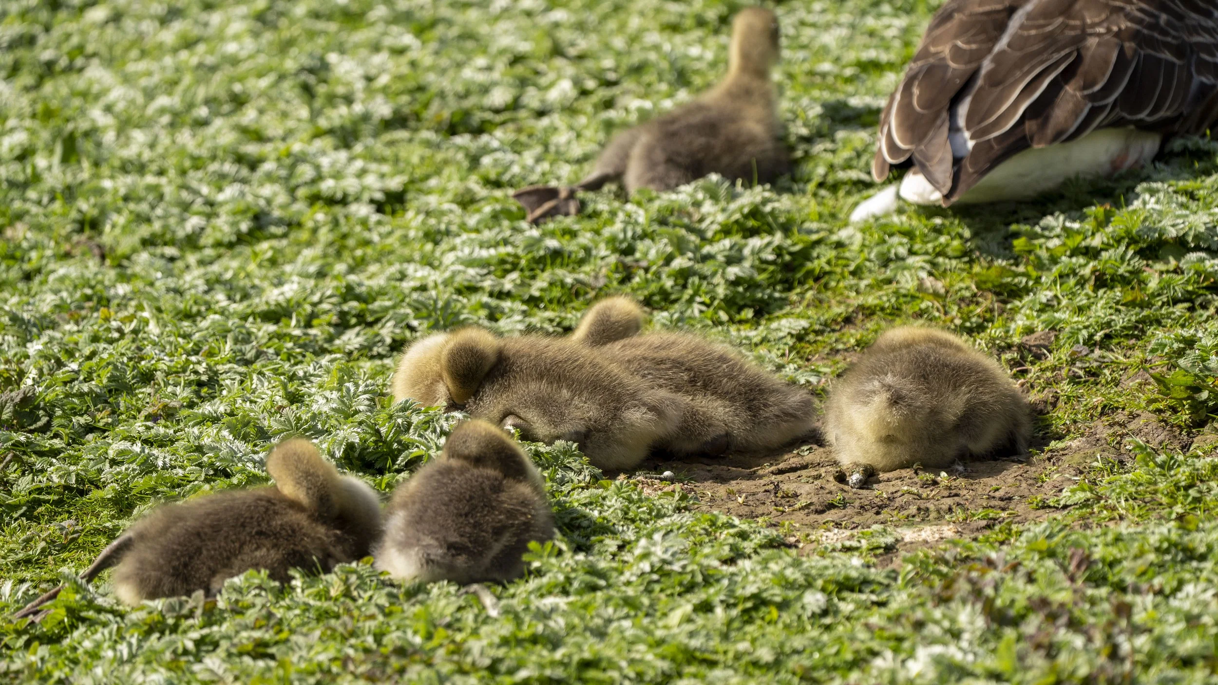 119- Slimbridge -18-04-2026.jpg
