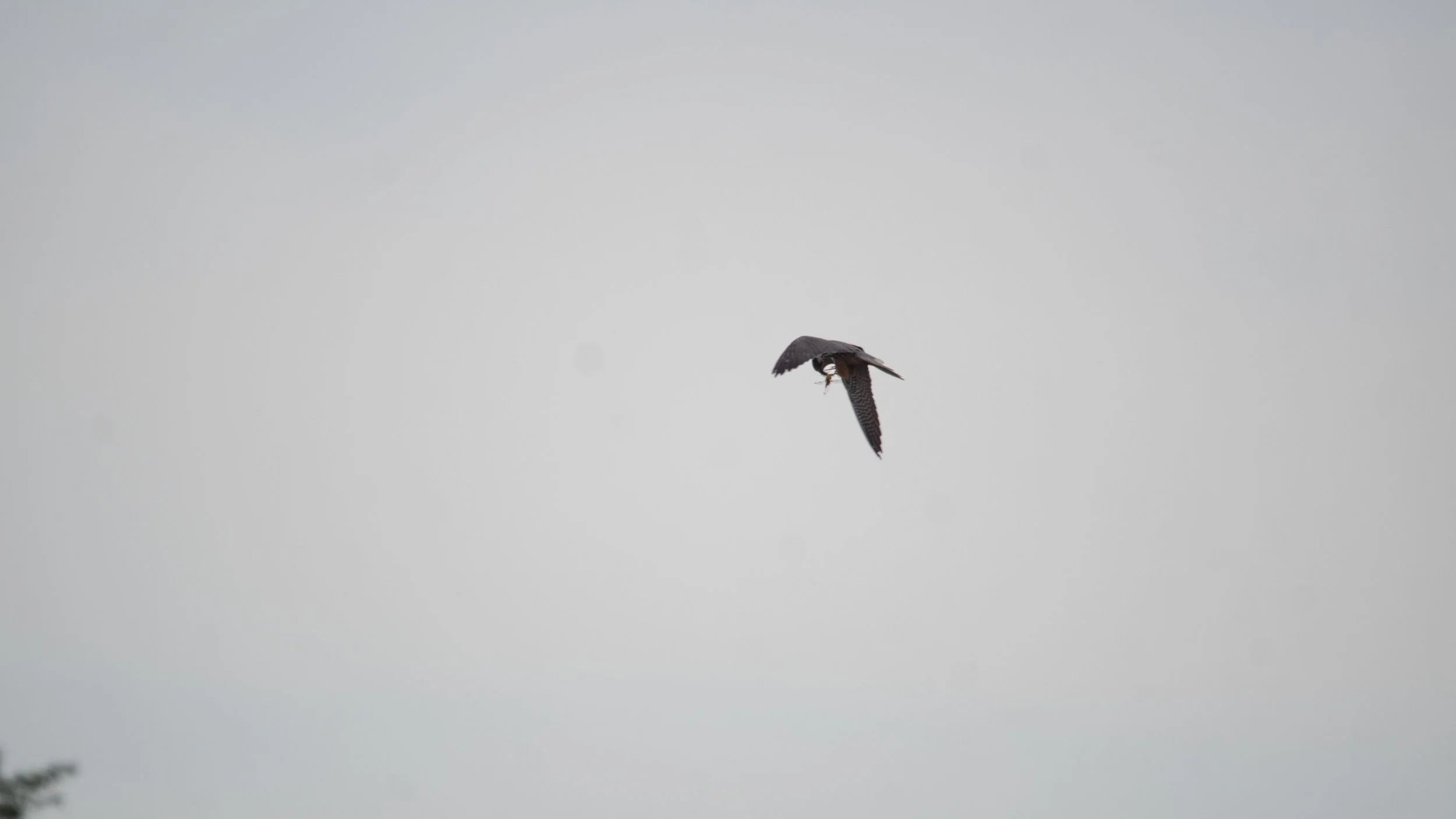 RSPB Ham Wall - 051125- 81.jpg