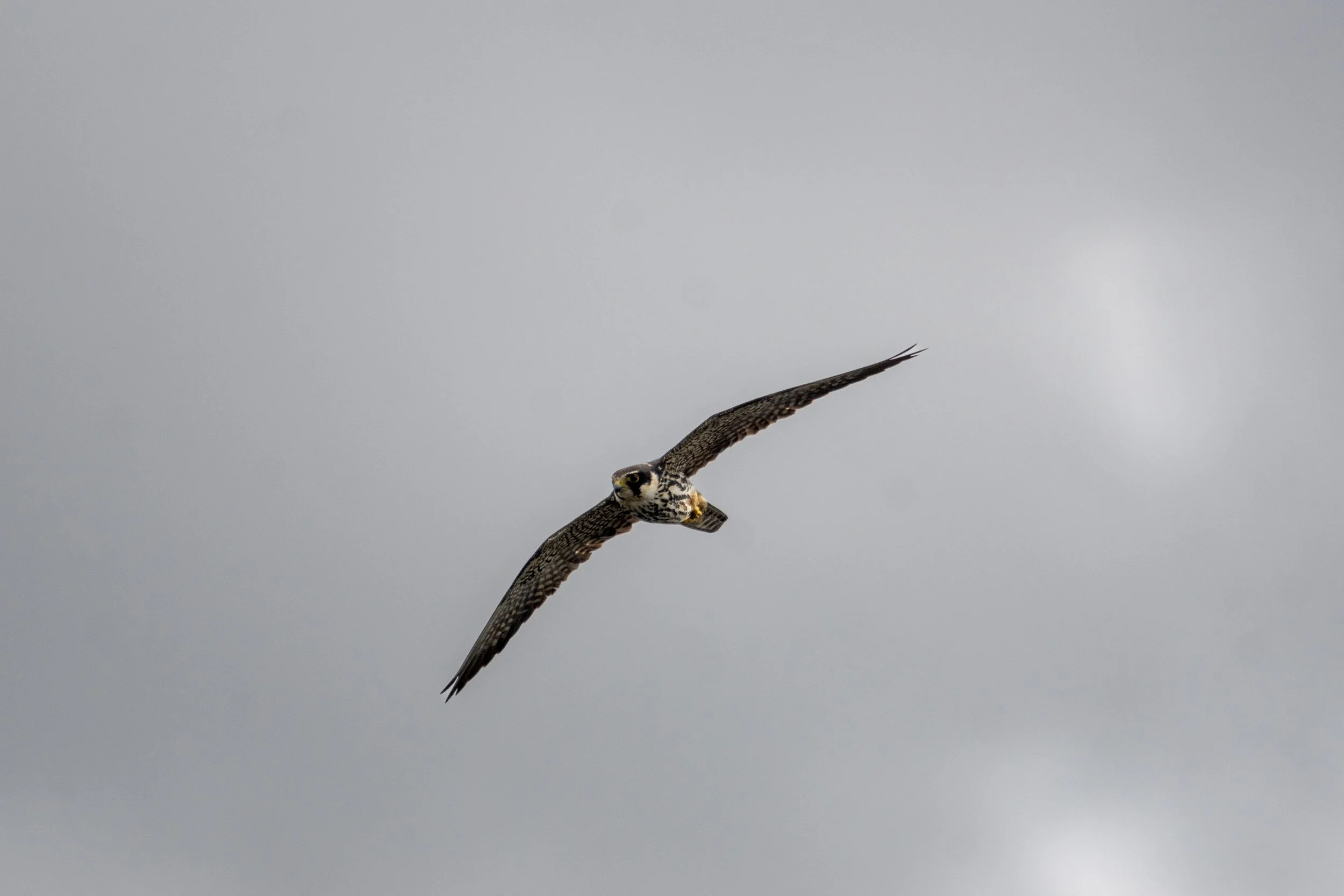 A bird of prey, possibly a hawk or falcon, soaring in a cloudy sky with its wings spread wide.
