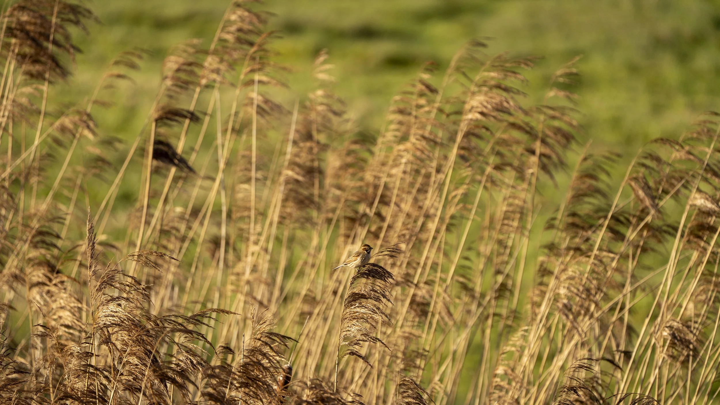 103 - Slimbridge - 17-01-2026.jpg
