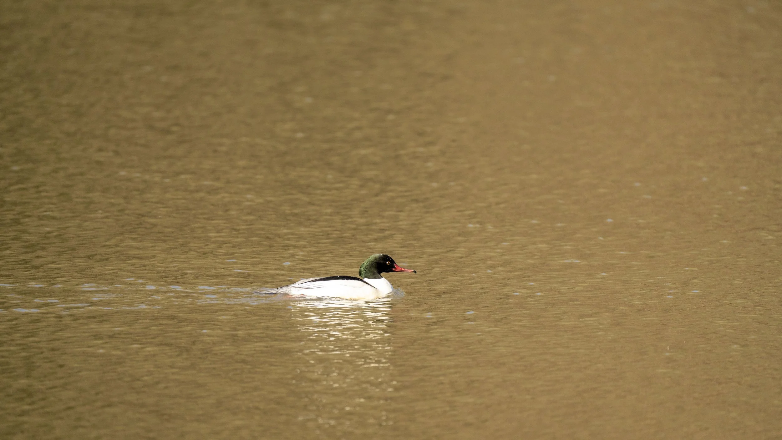 130 - Cannop Ponds - 28-02-2026.jpg