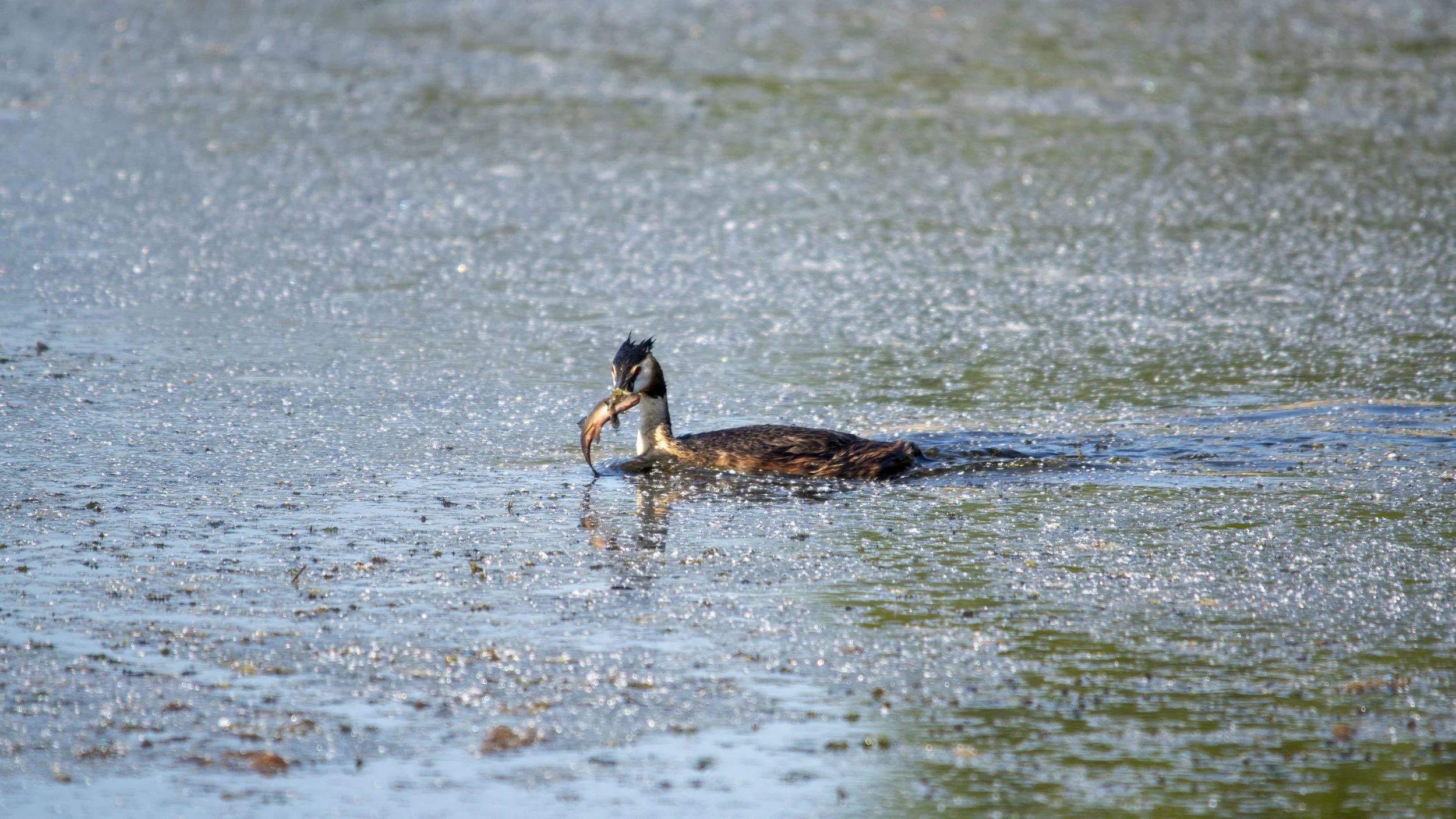 RSPB Ham Wall - 051125- 51.jpg