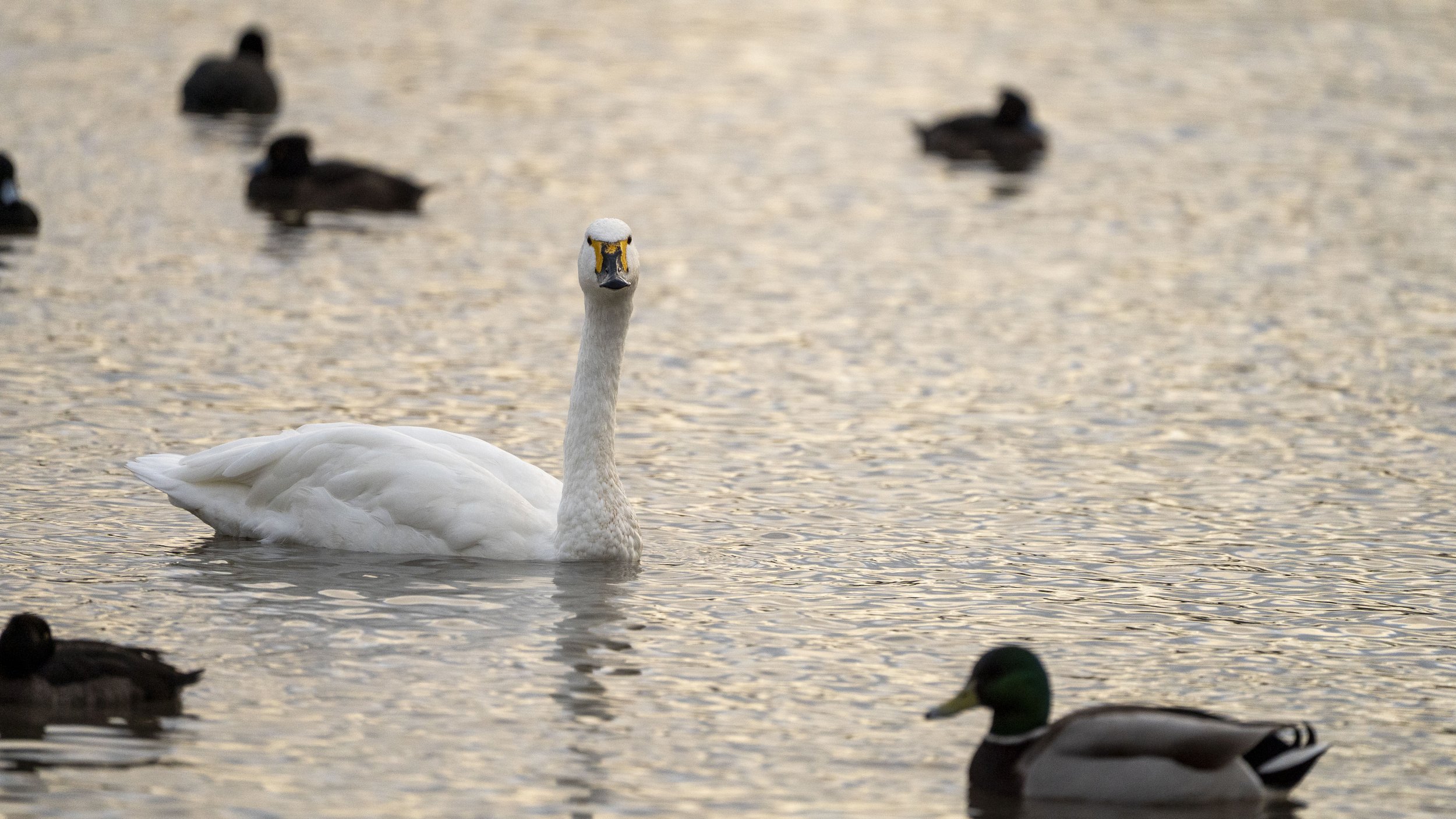 18 - Slimbridge - 11-12-2025.jpg