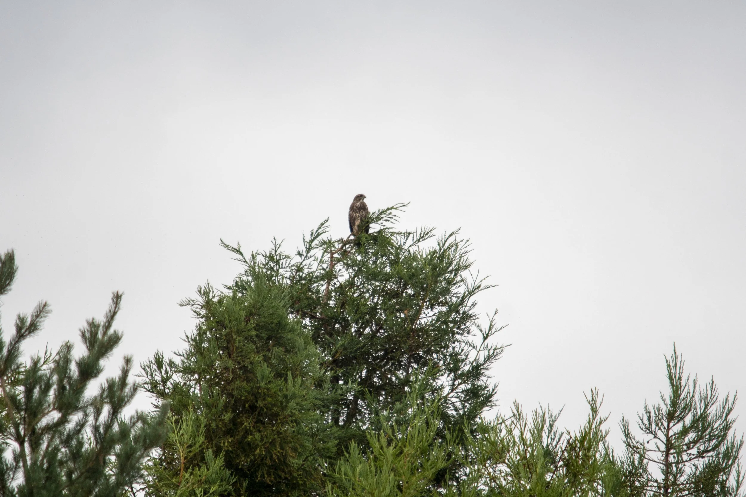 A bird of prey perched on top of a tall pine tree against an overcast gray sky.