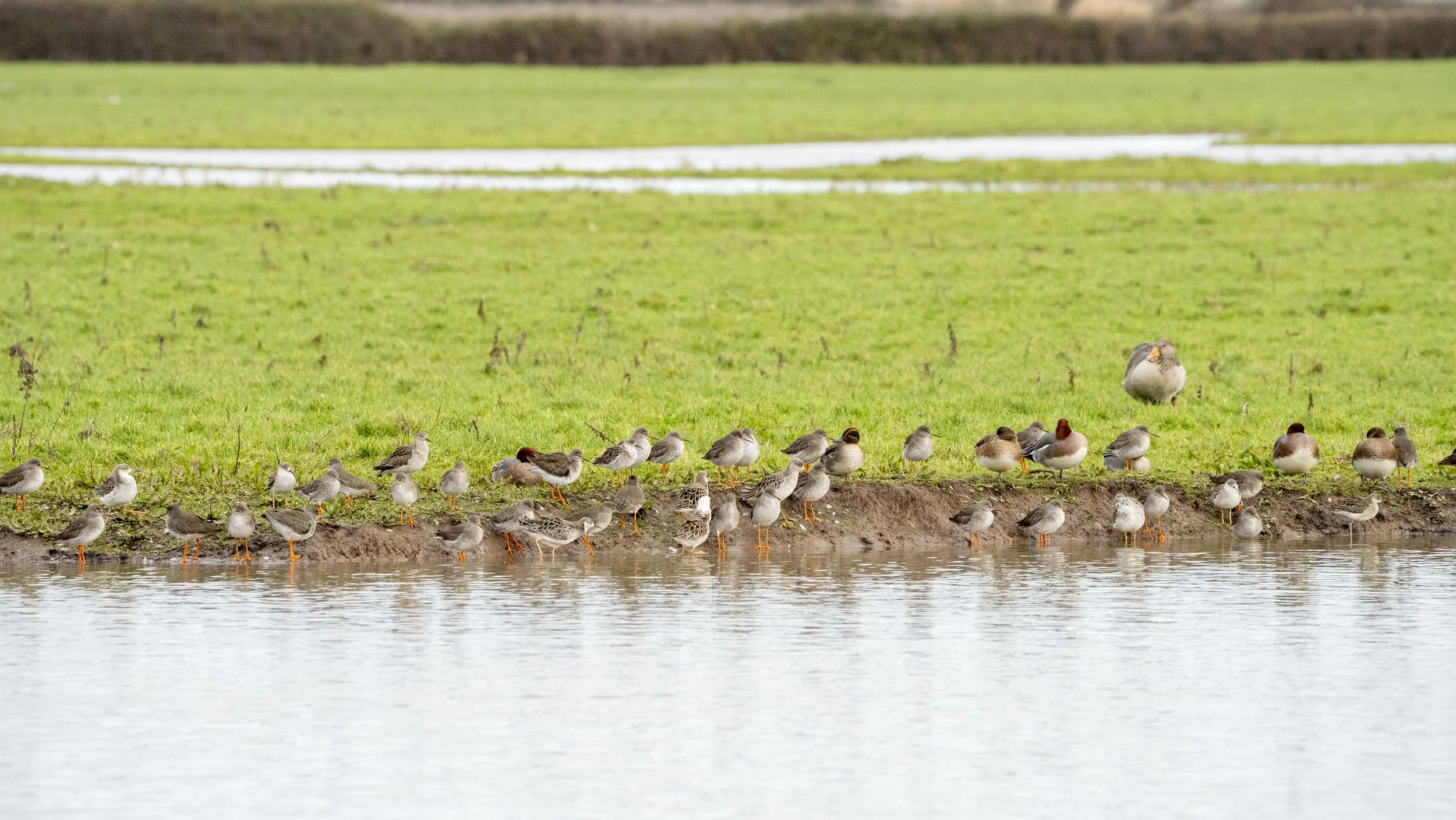 110 - Slimbridge - 11-12-2025.jpg