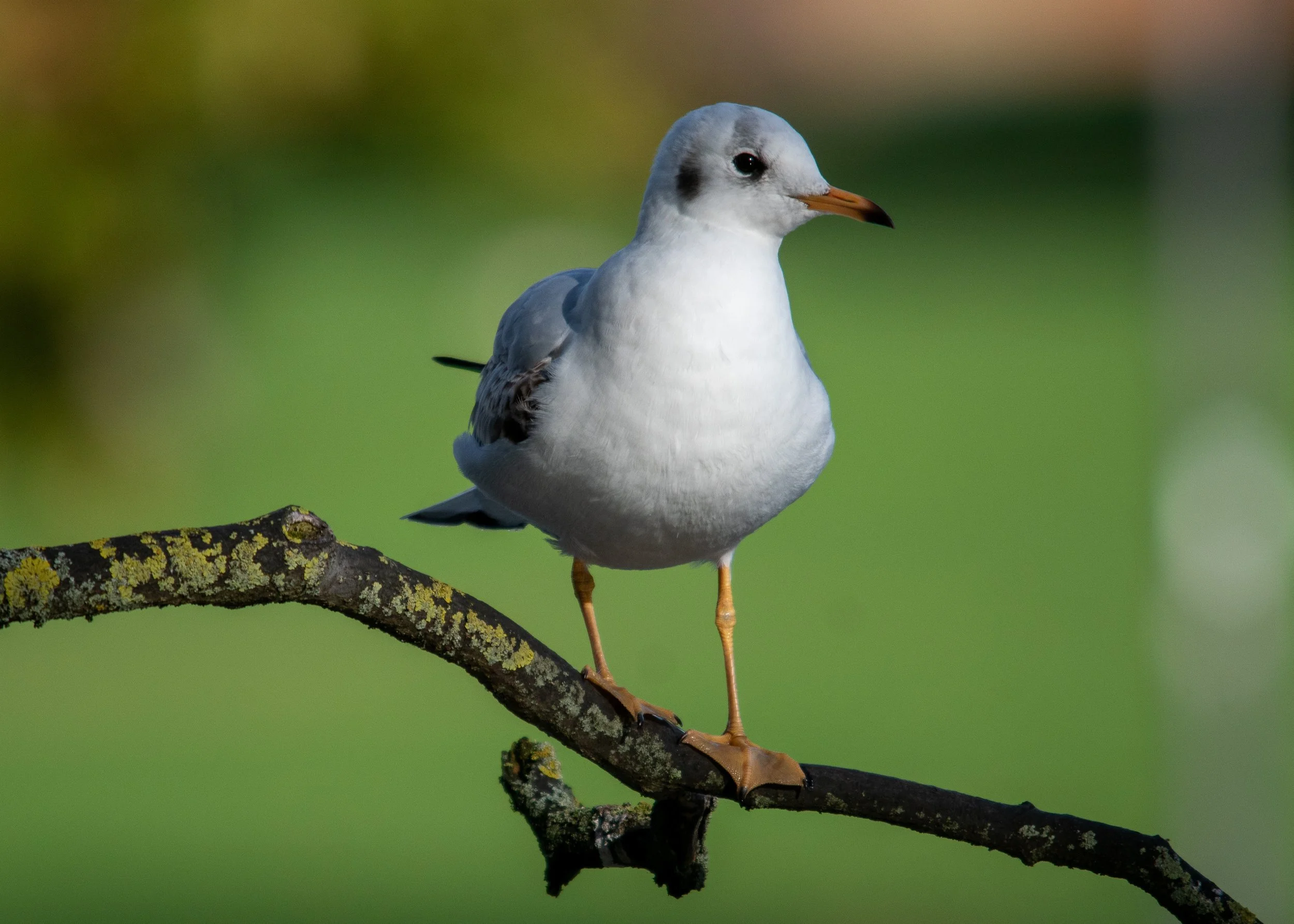 A seagull perched on a mossy branch with a blurred green background.
