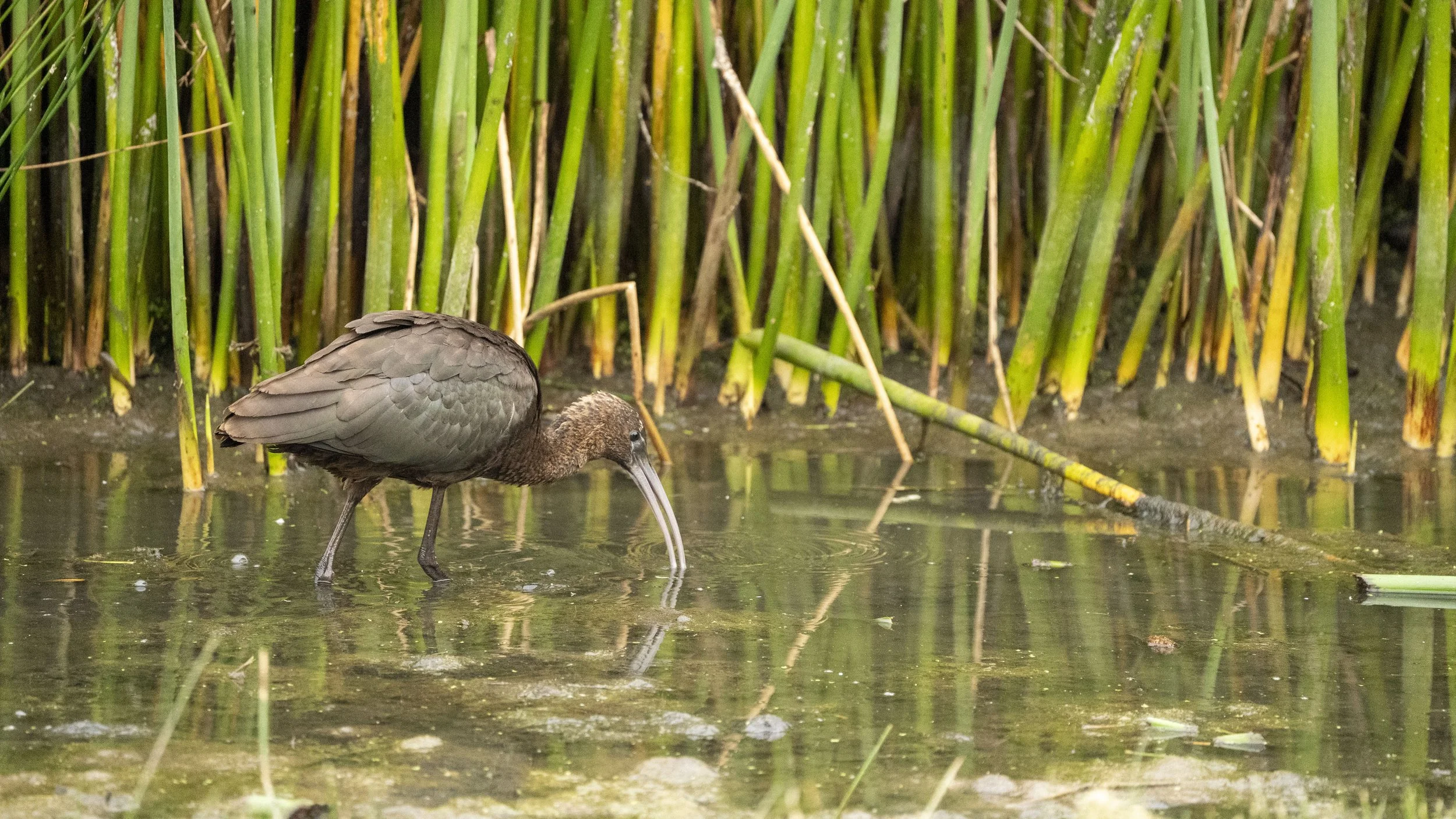 62 - Slimbridge - 11-10-2025.jpg