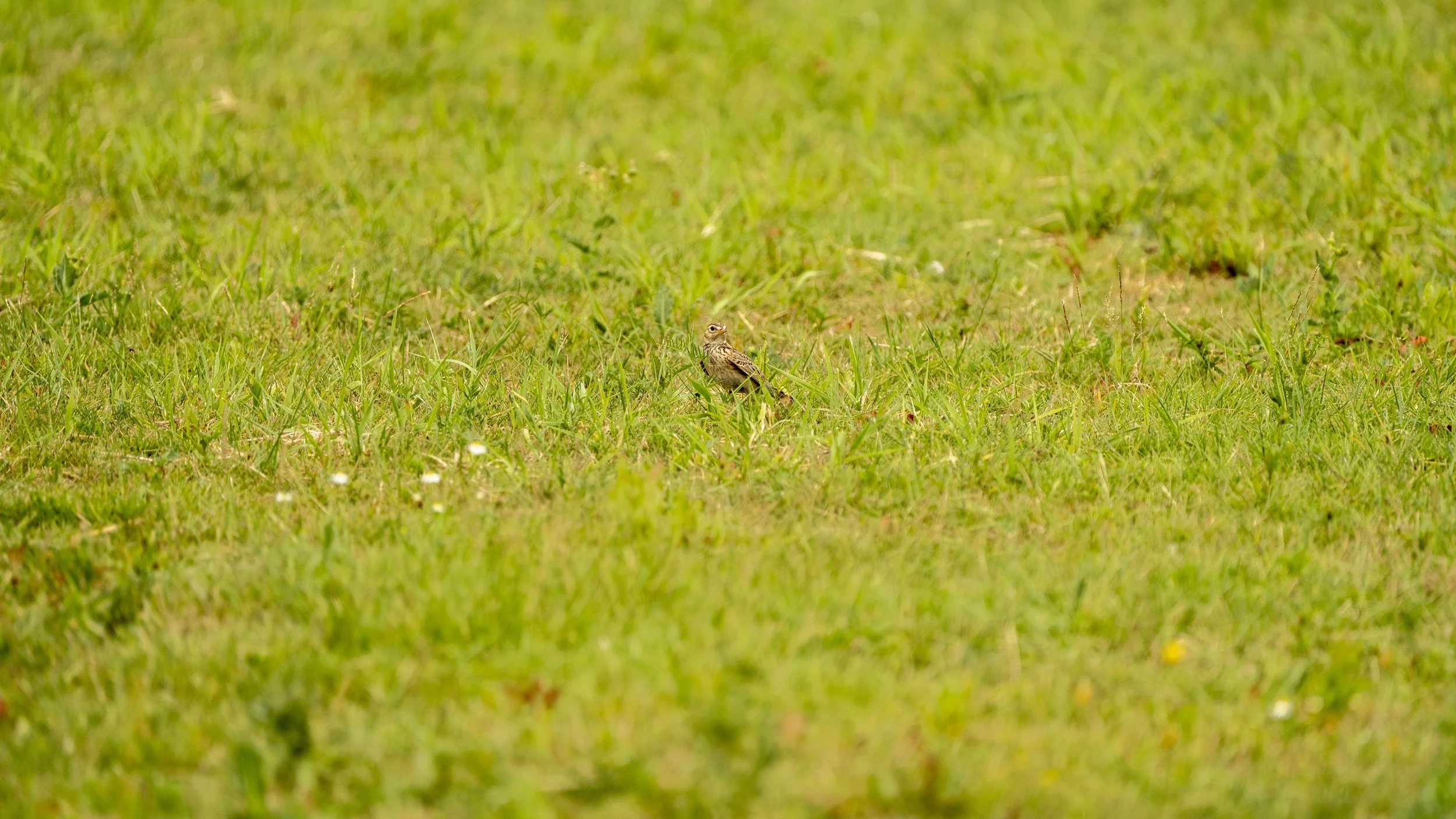 01_07_2025 - Coombe Hill - 13.jpg