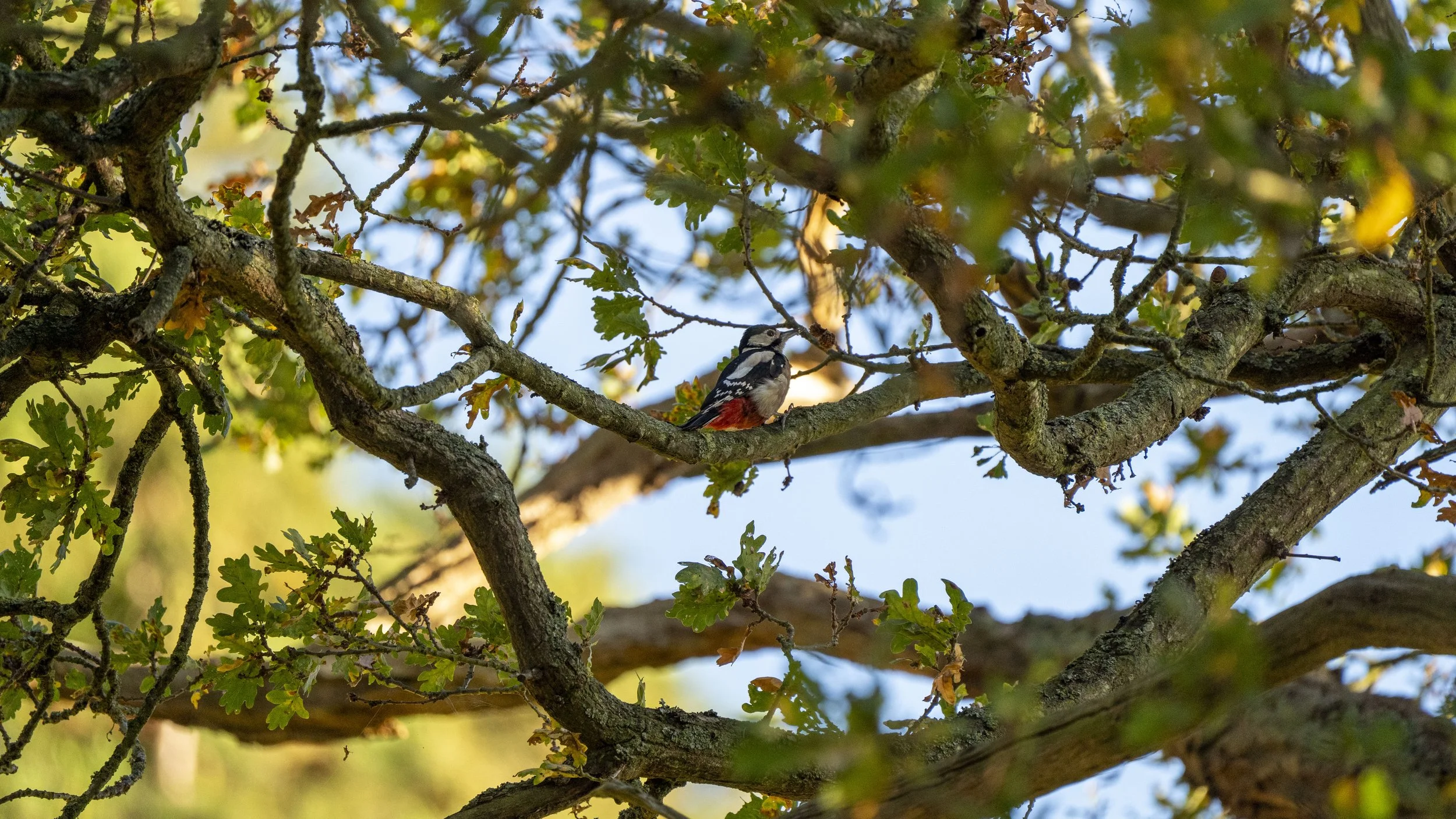 A bird perched on a branch inside a tree with green leaves and a blue sky in the background.