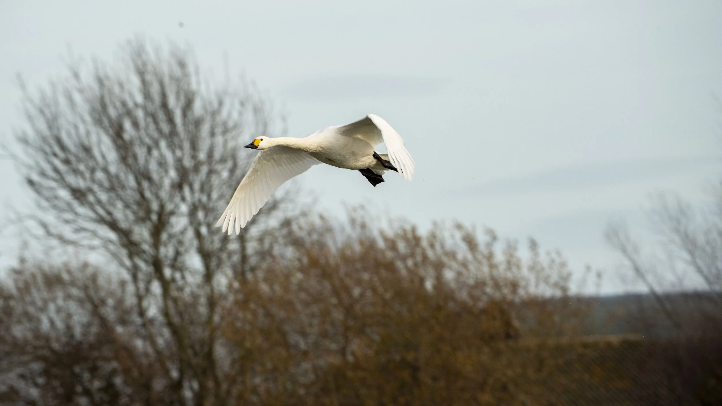 A white swan flying in the sky with bare trees and cloudy weather in the background.
