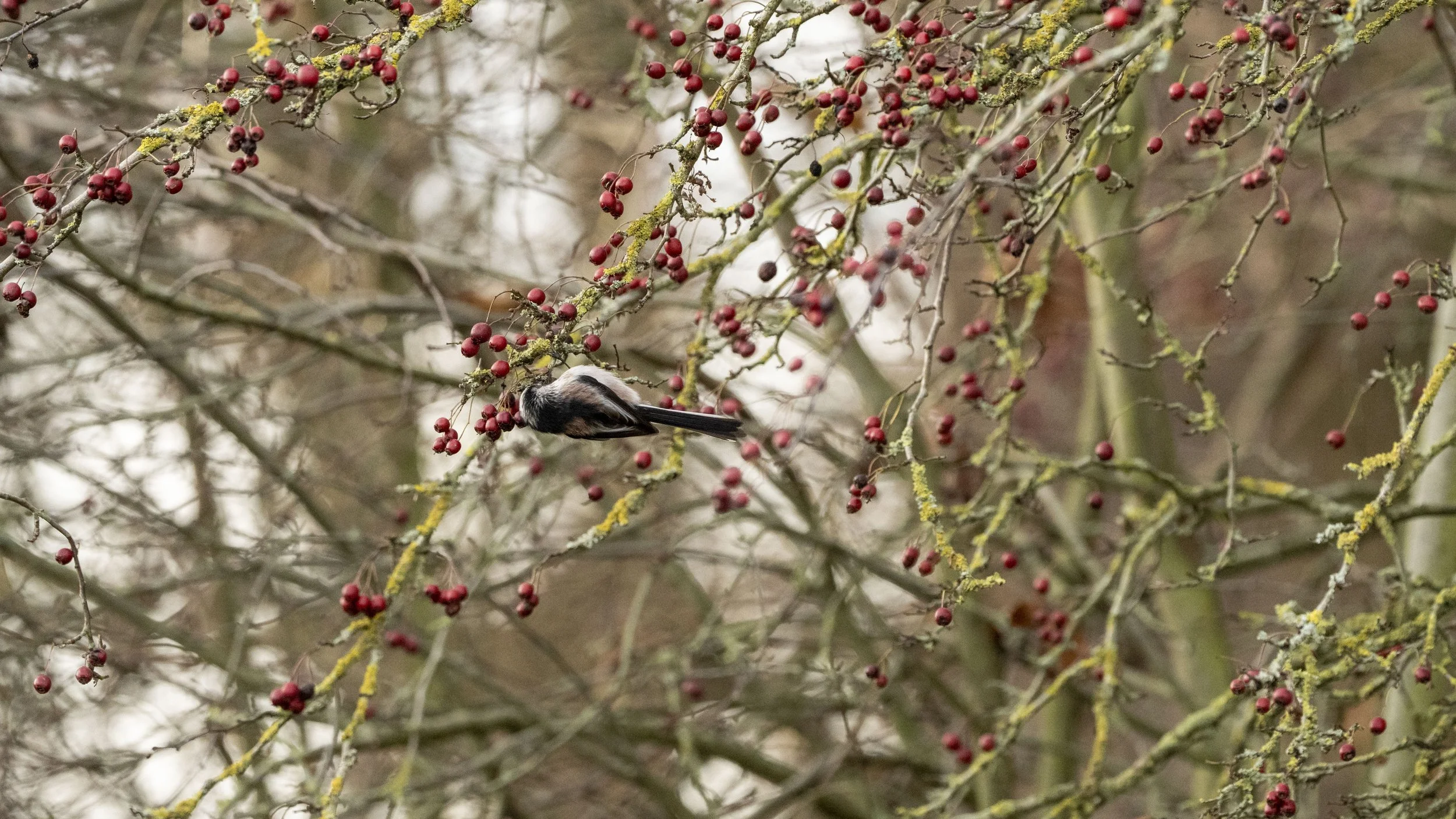 080 - Slimbridge - 14-12-2025.jpg