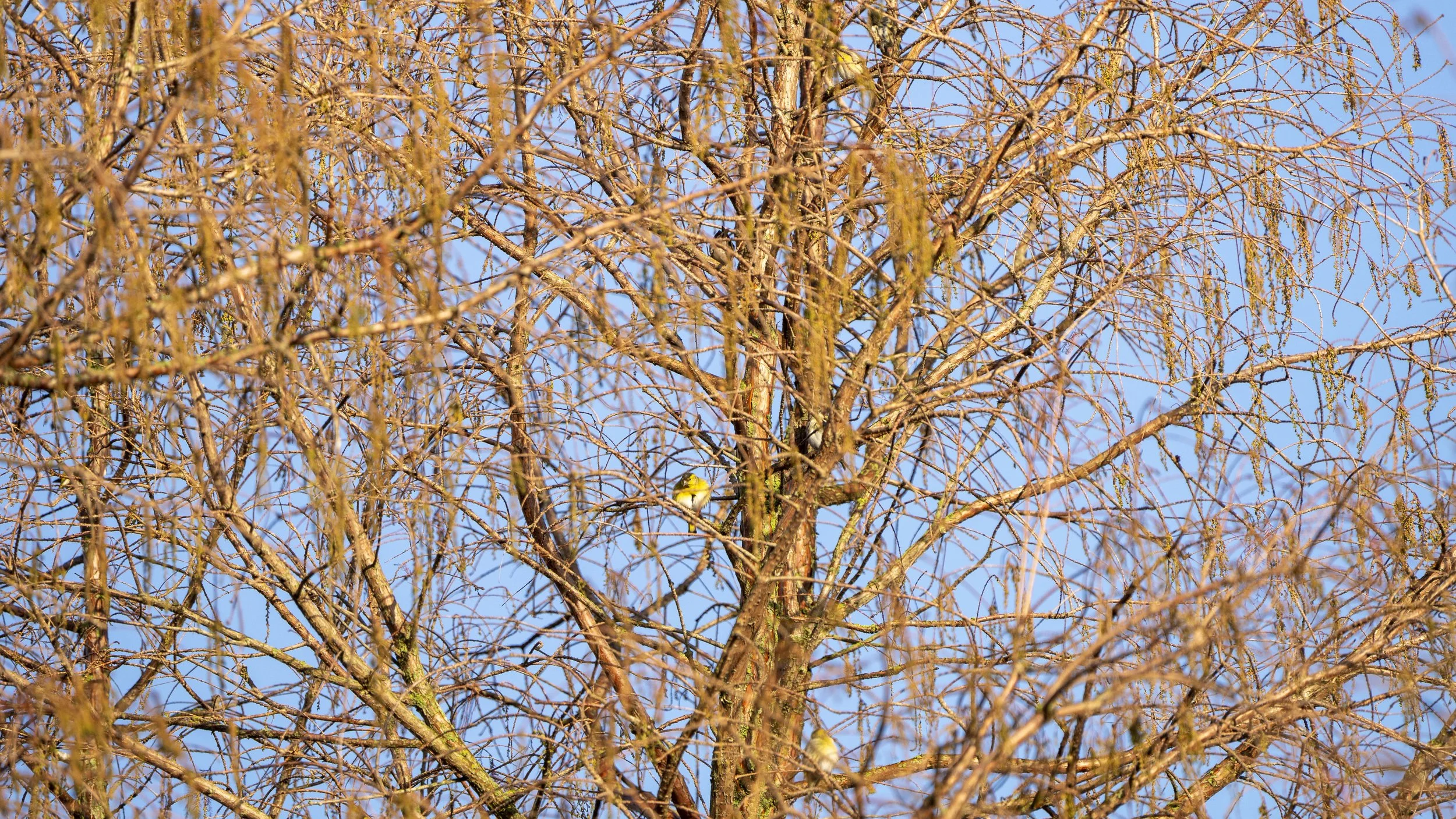 074 - Slimbridge - 17-01-2026.jpg