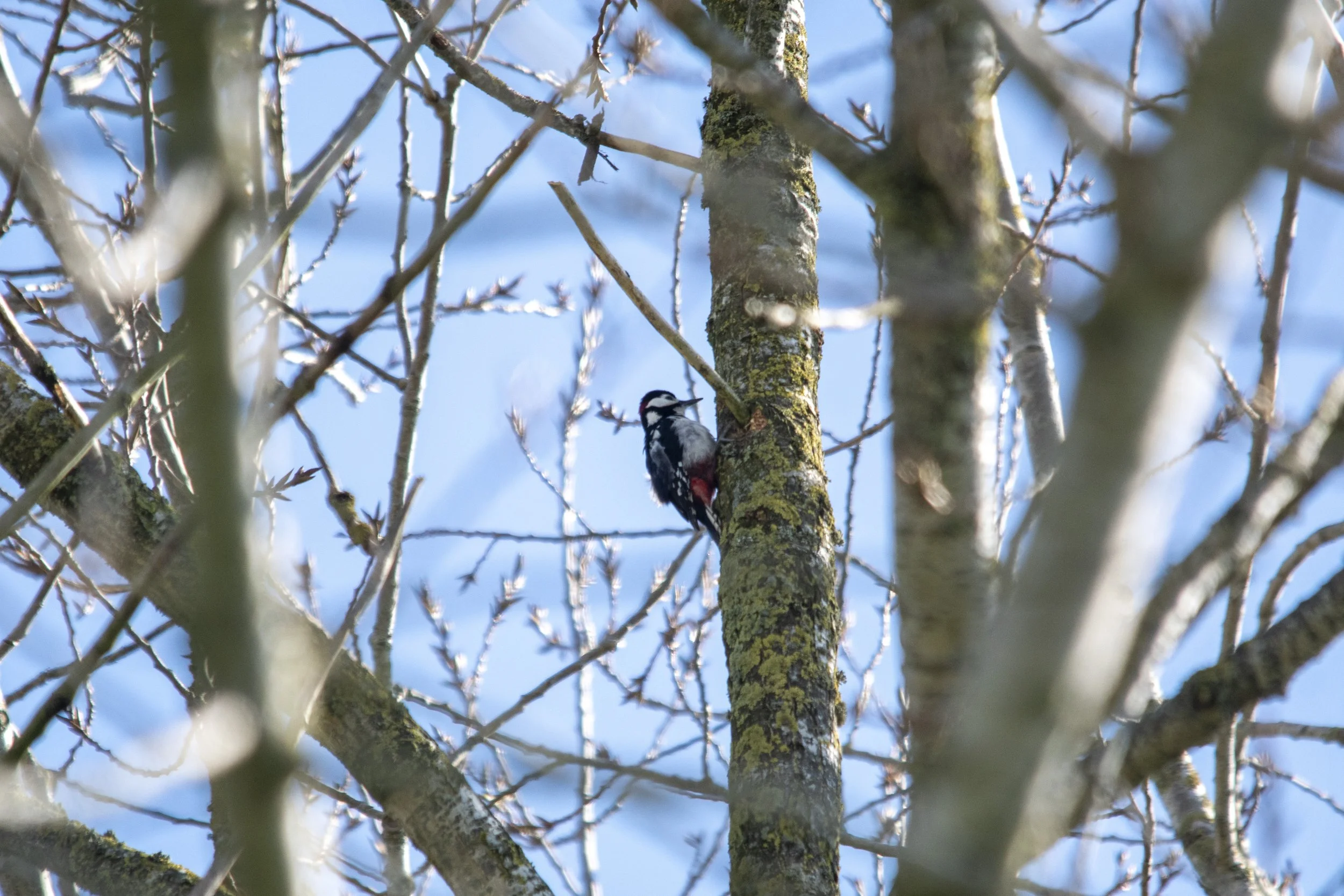 A woodpecker perched on a moss-covered tree trunk among thin, leafless branches with a blue sky background.