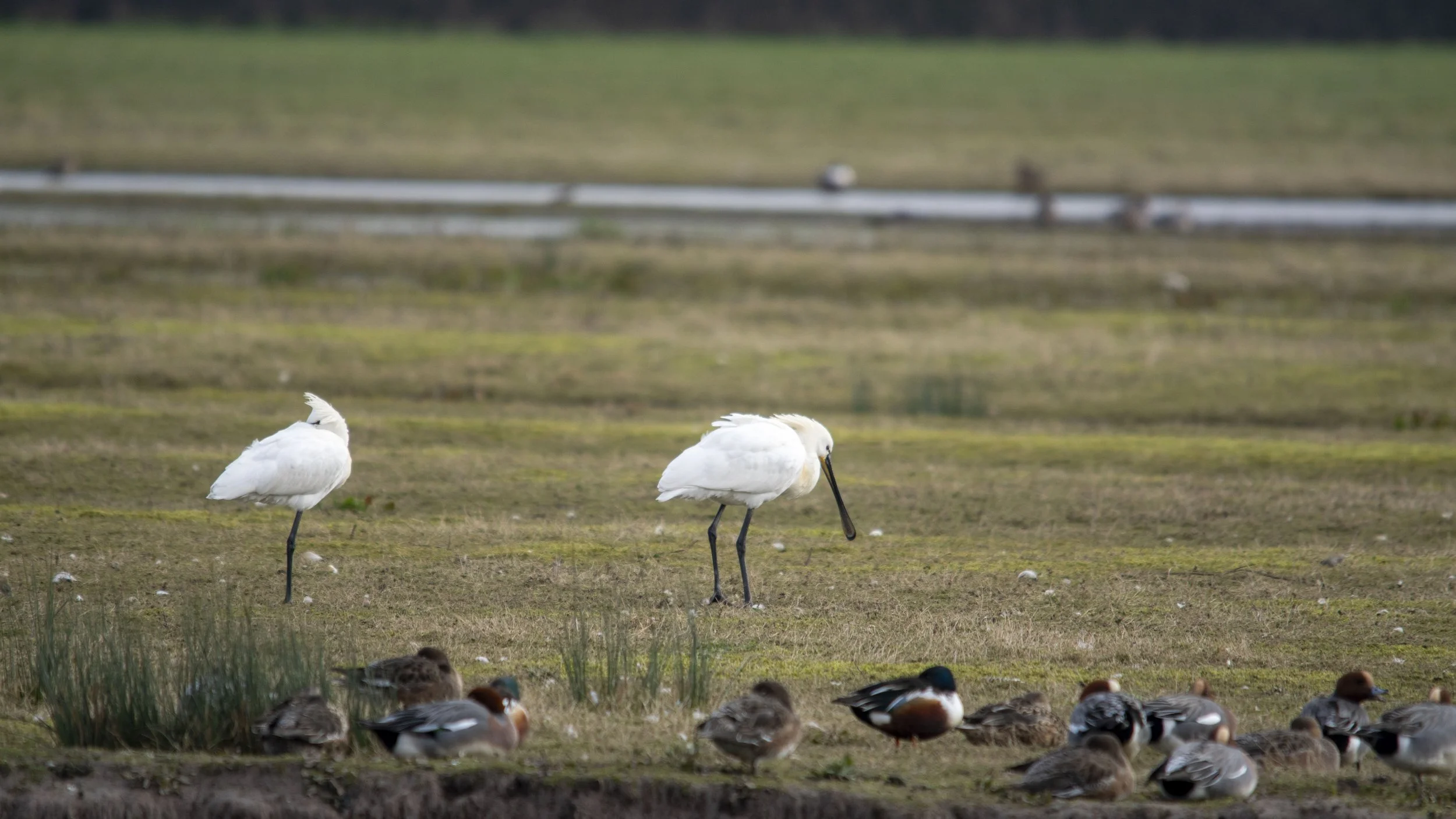 A group of various ducks and two white herons in a grassy wetland area.