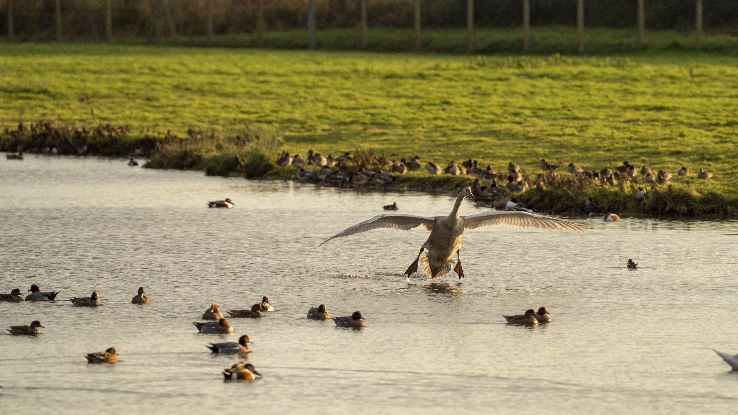 029 - Slimbridge - 14-12-2025.jpg