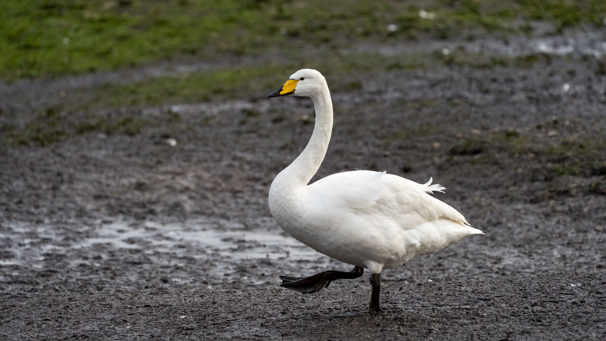 022 - Slimbridge - 09-02-2026.jpg