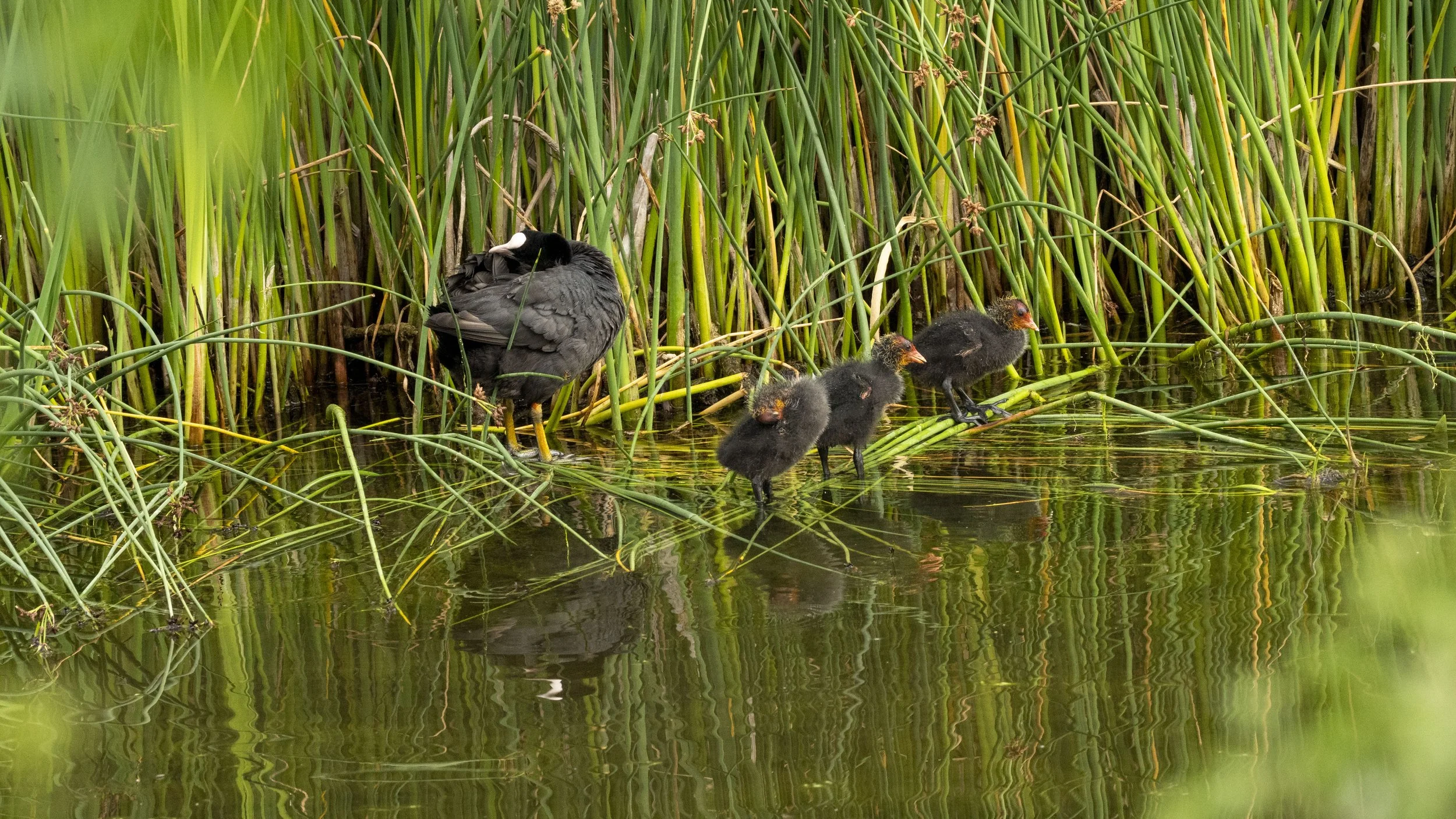 29_06_2025 - Coombe Hill - 16.jpg