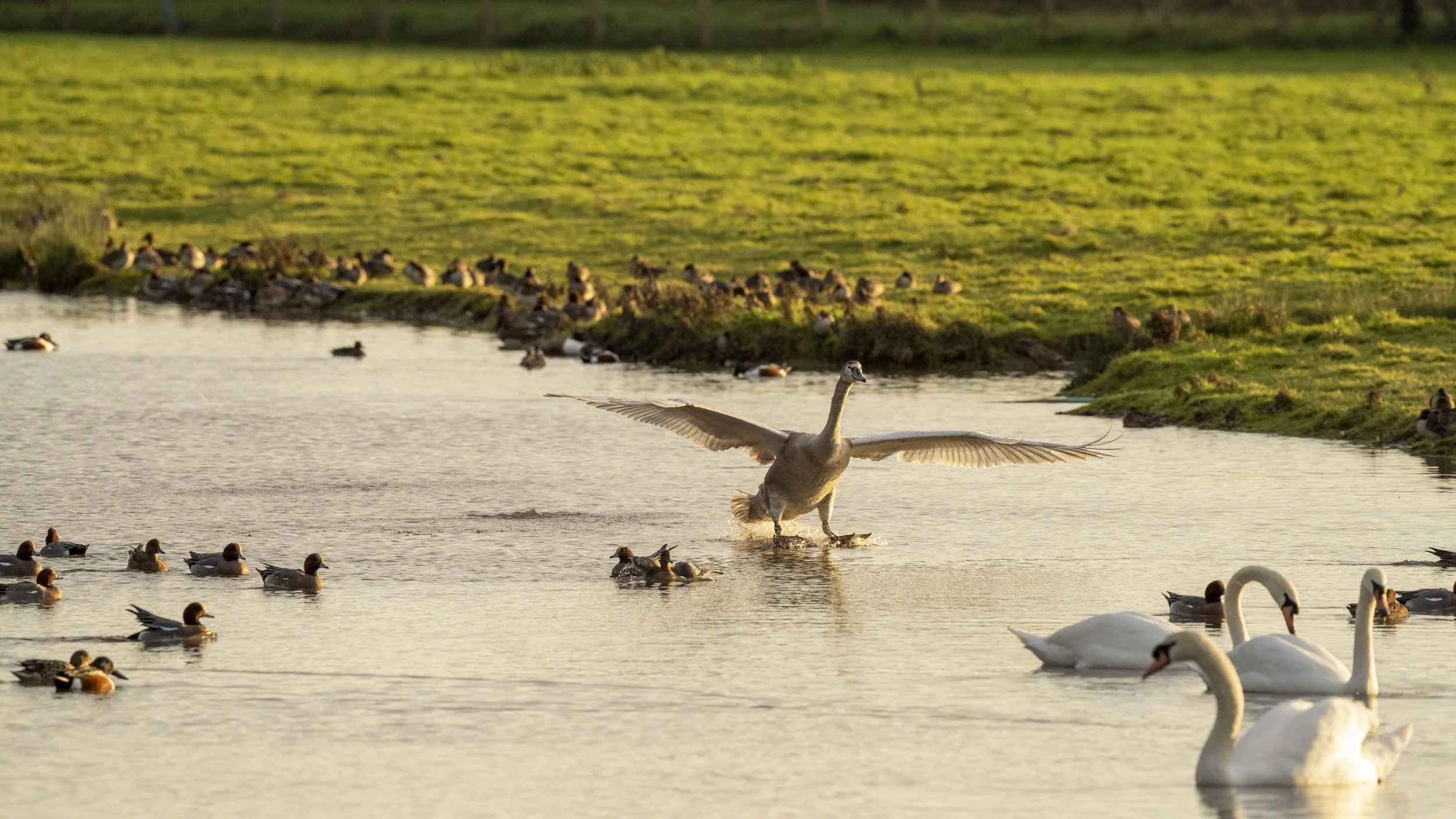 A large bird with wings spread landing on a lake surrounded by ducks and swans, with green grass in the background during sunset.
