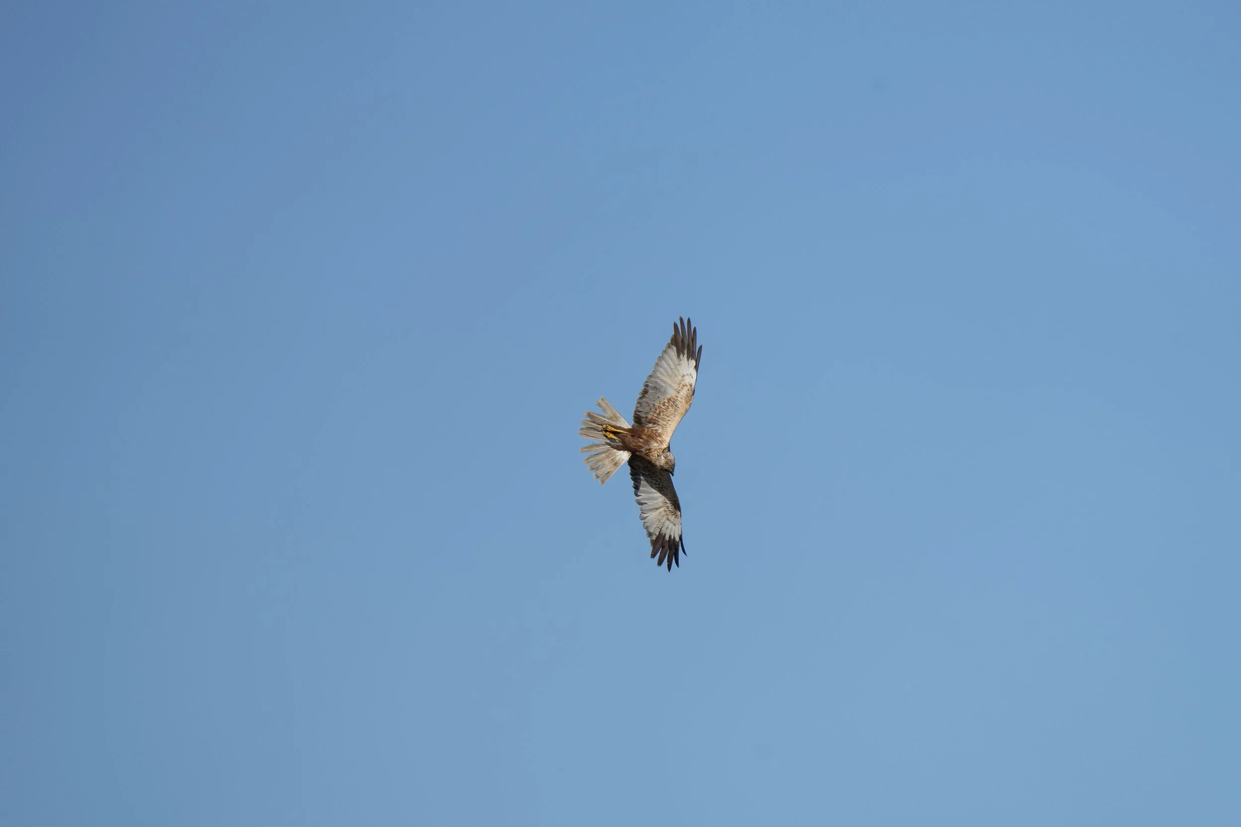 A bird of prey, likely a hawk or eagle, soaring in clear blue sky with wings spread wide.